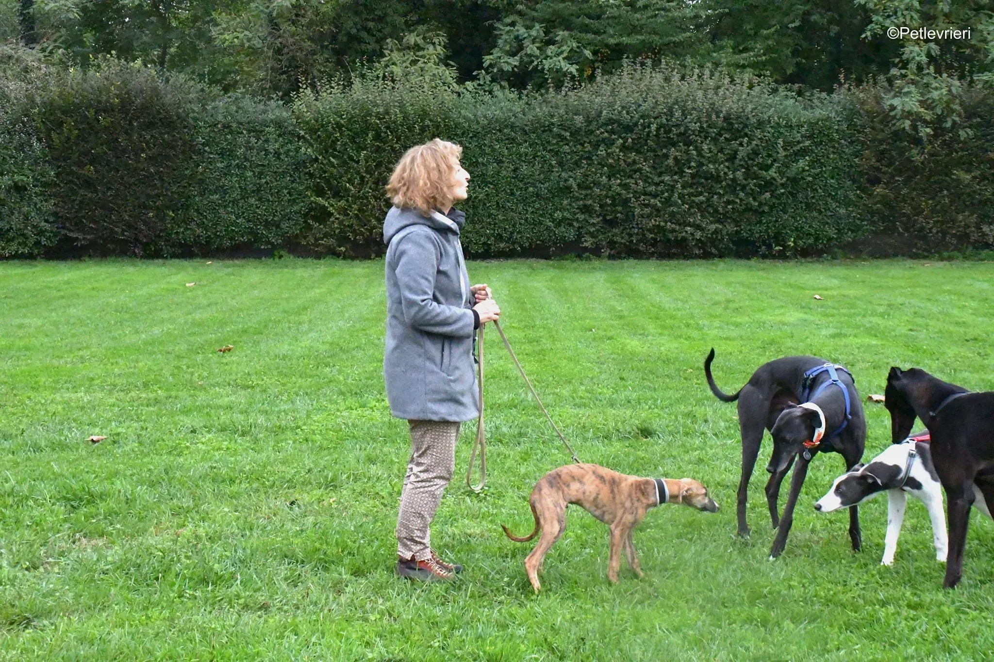 arthur lurcher greyhound adozione