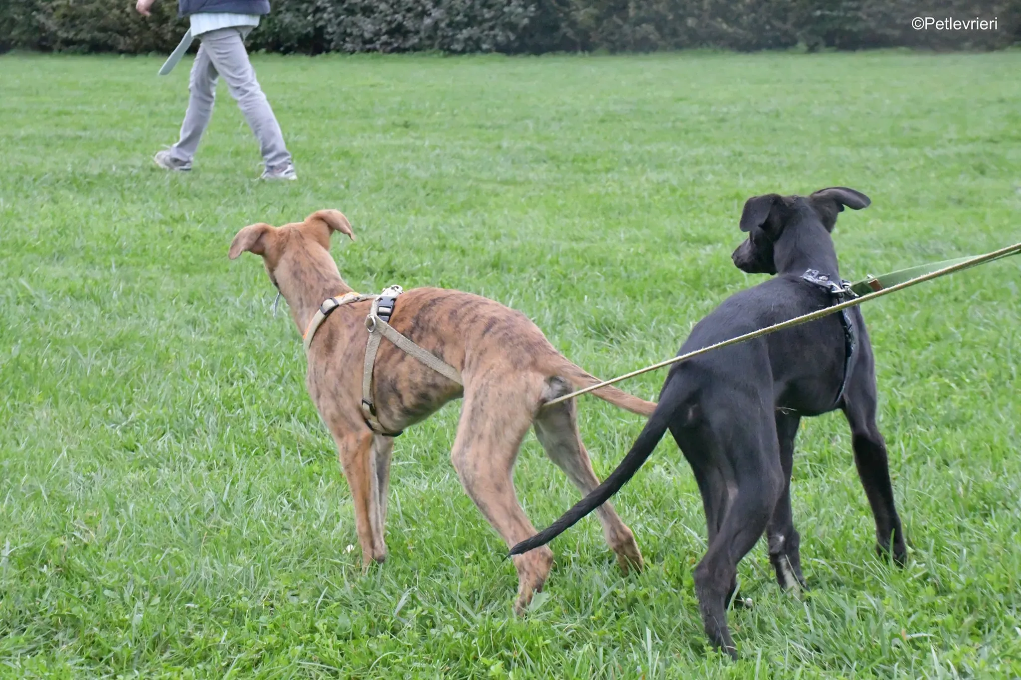 arthur mrwaggy lurcher greyhound adozione 