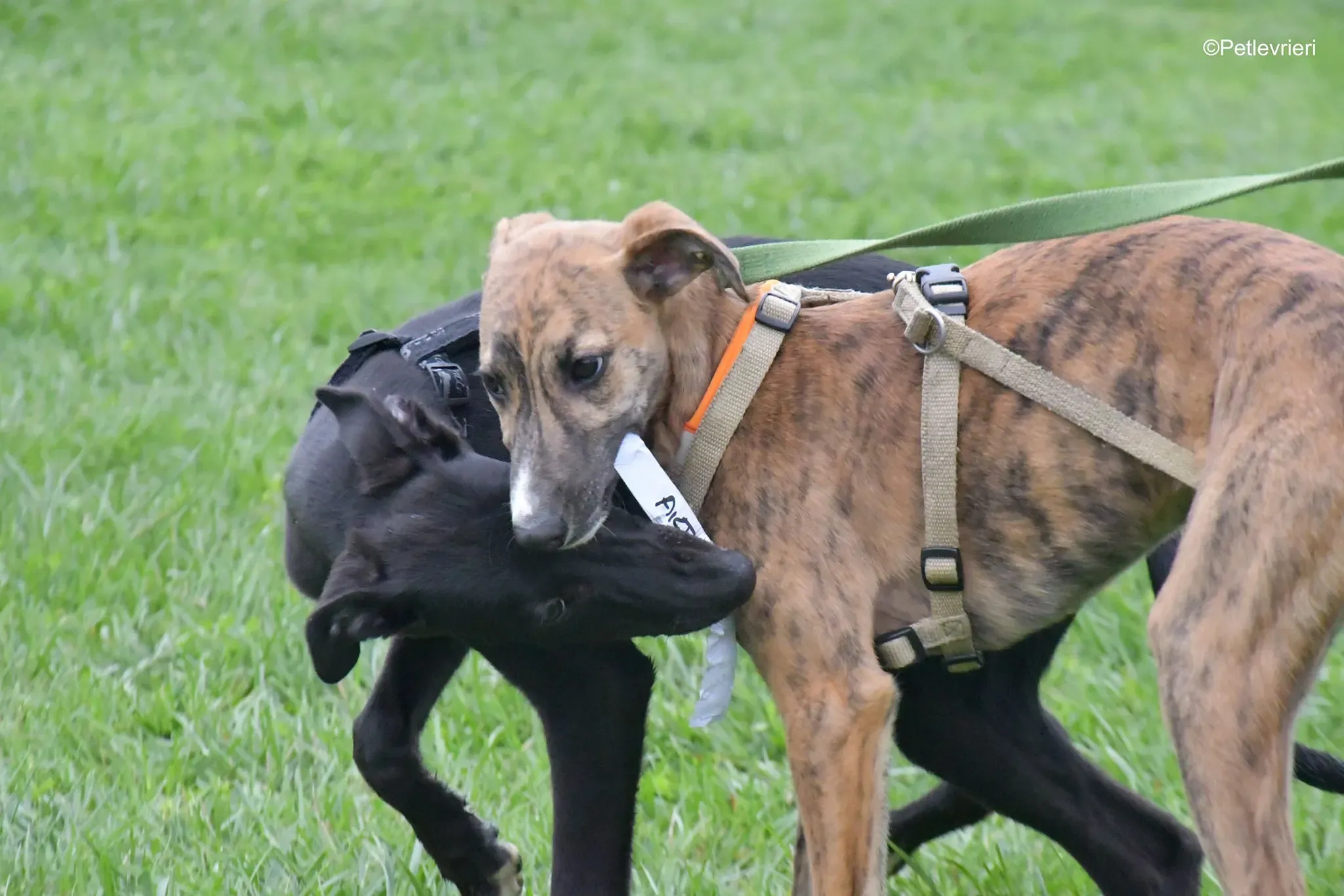 arthur mrwaggy lurcher greyhound adozione 1