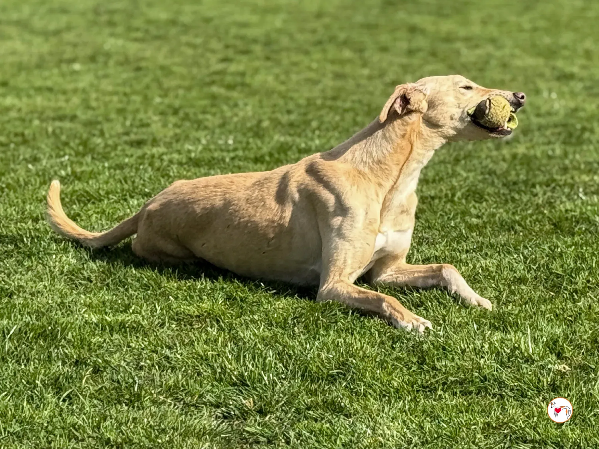 arthur grey adozione 01