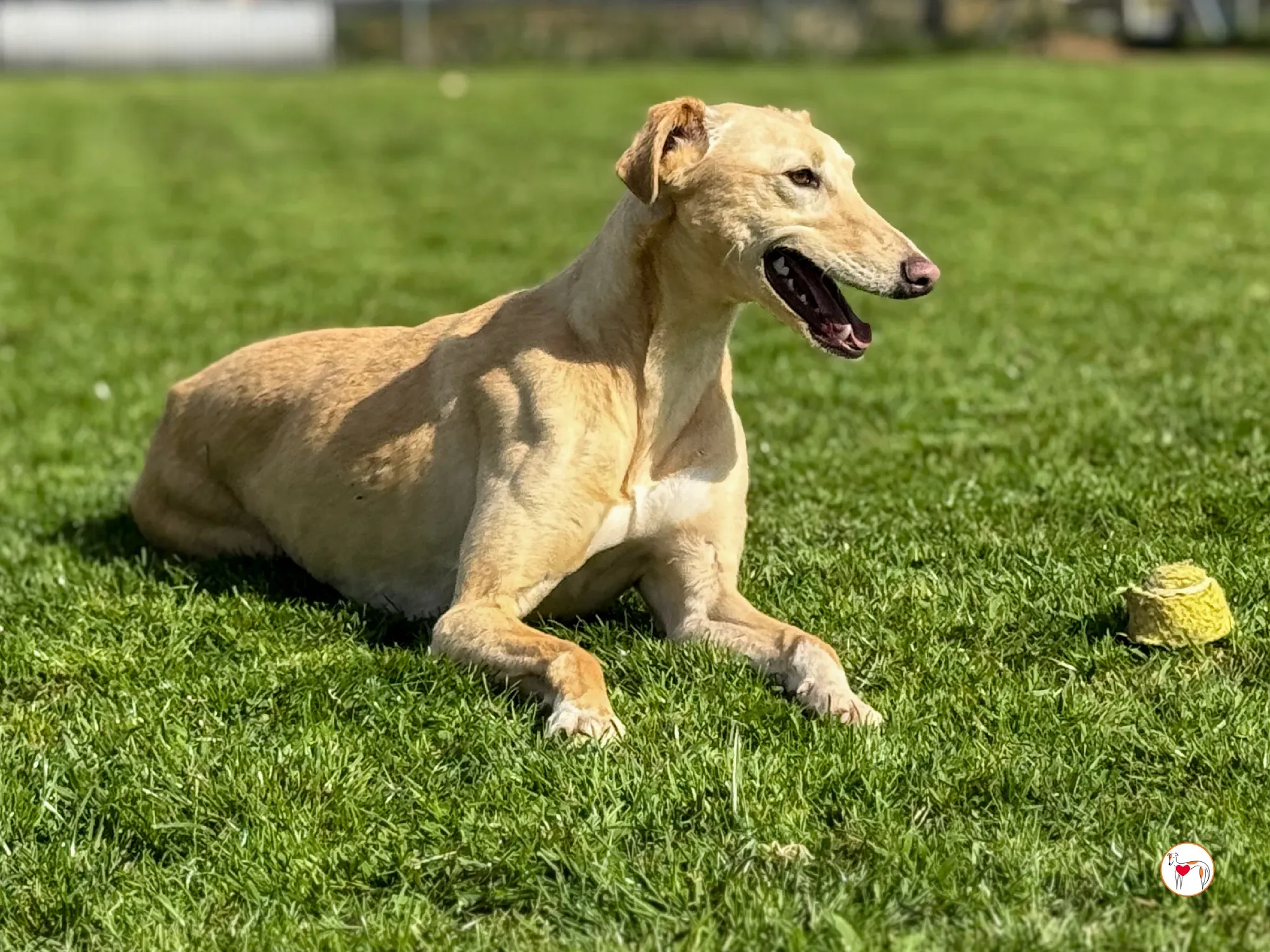 arthur grey adozione 02