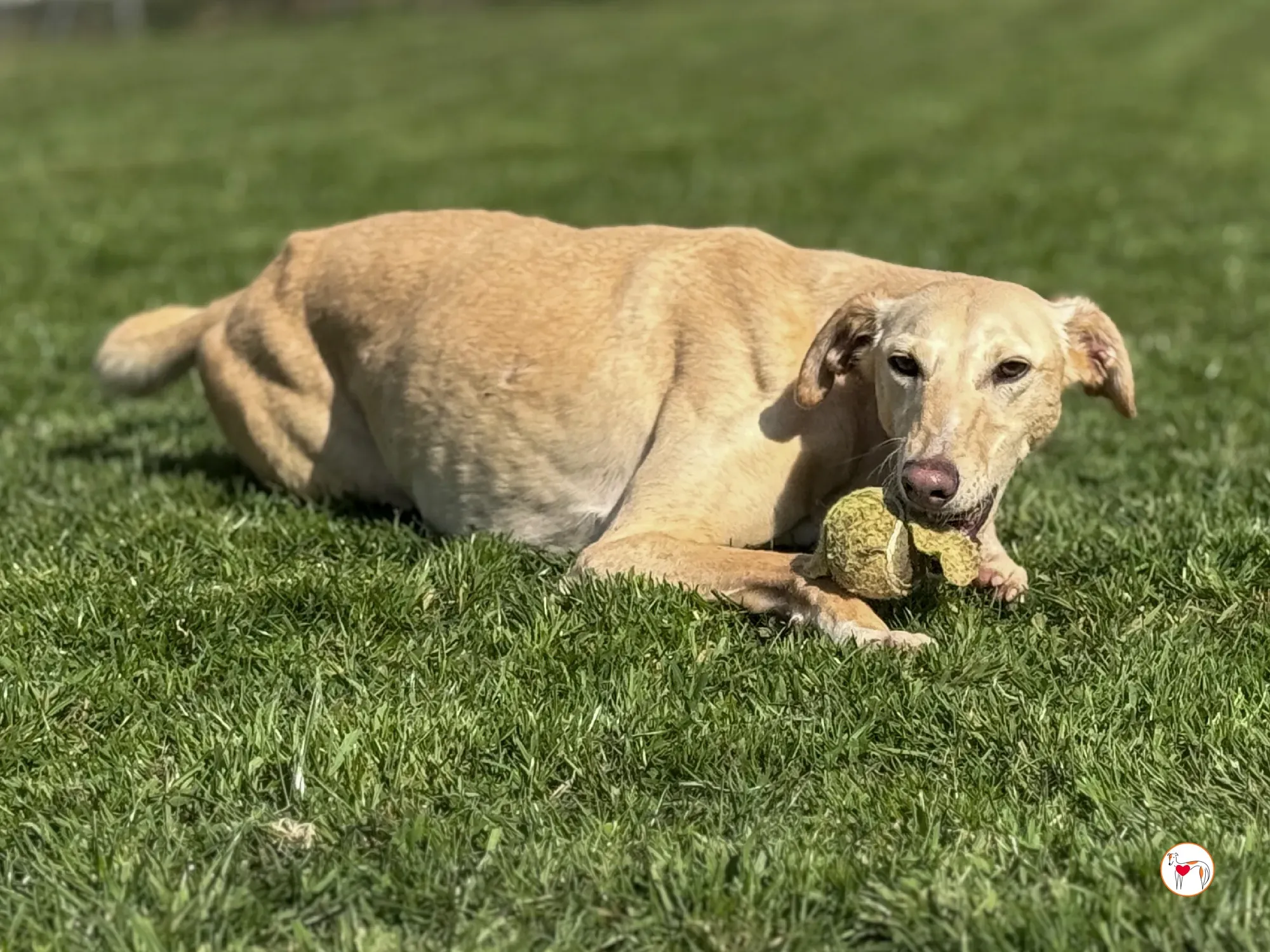 arthur grey adozione 03