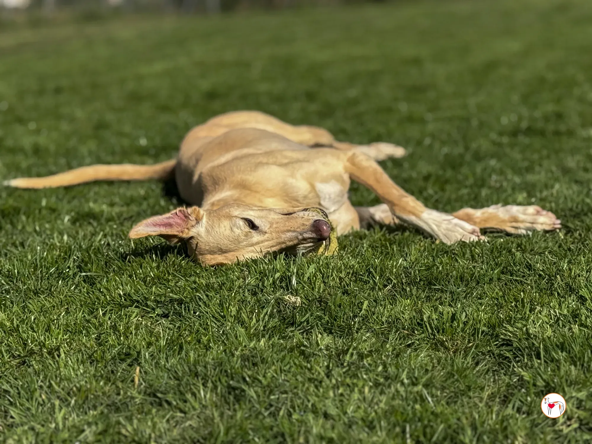 arthur grey adozione 04