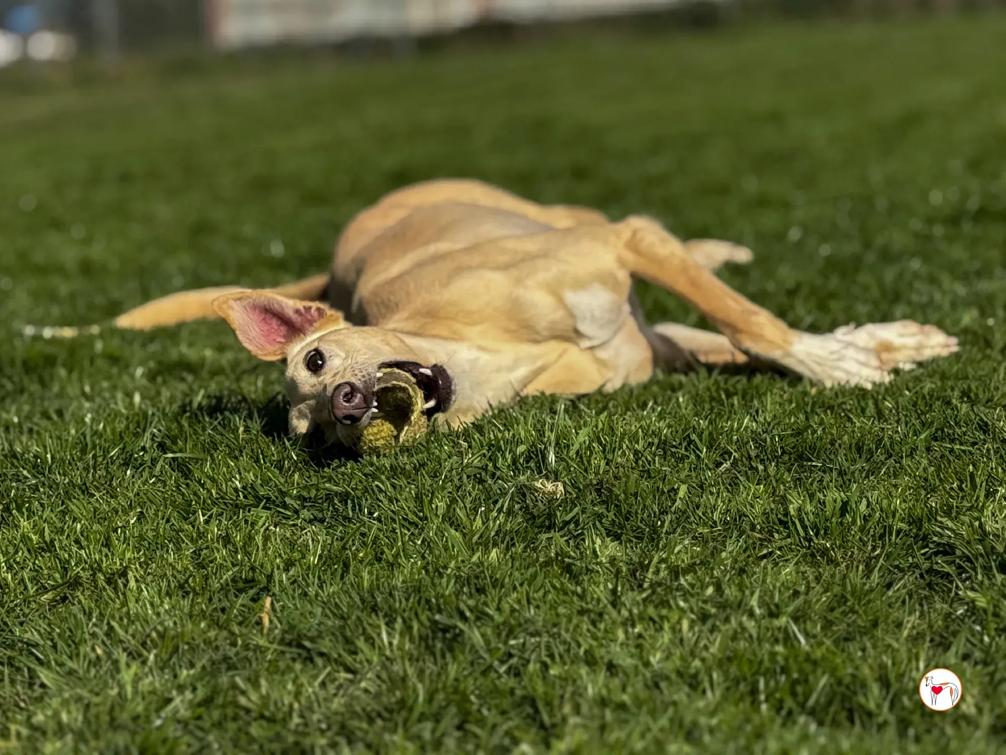 arthur grey adozione 05