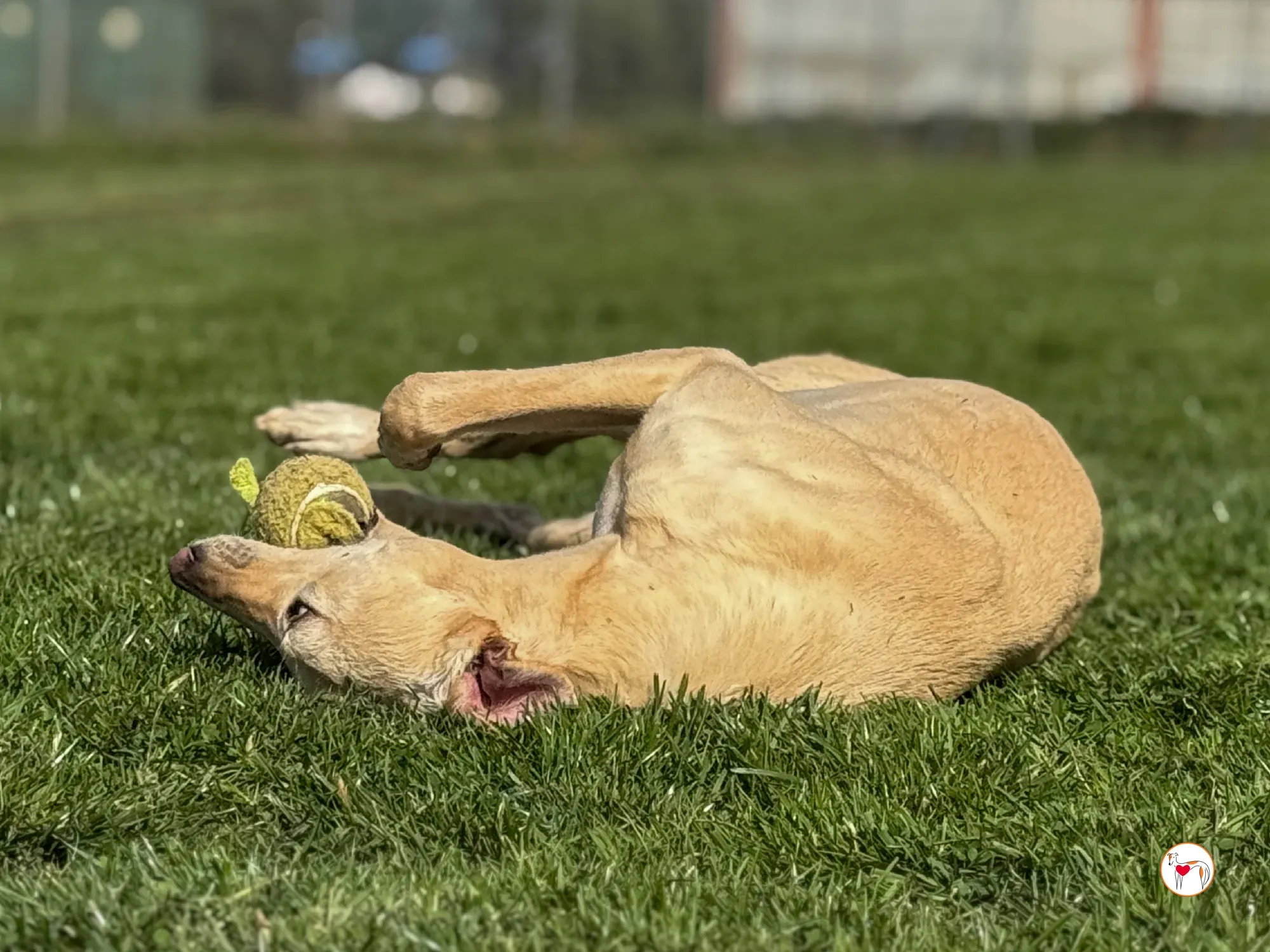 arthur grey adozione 06