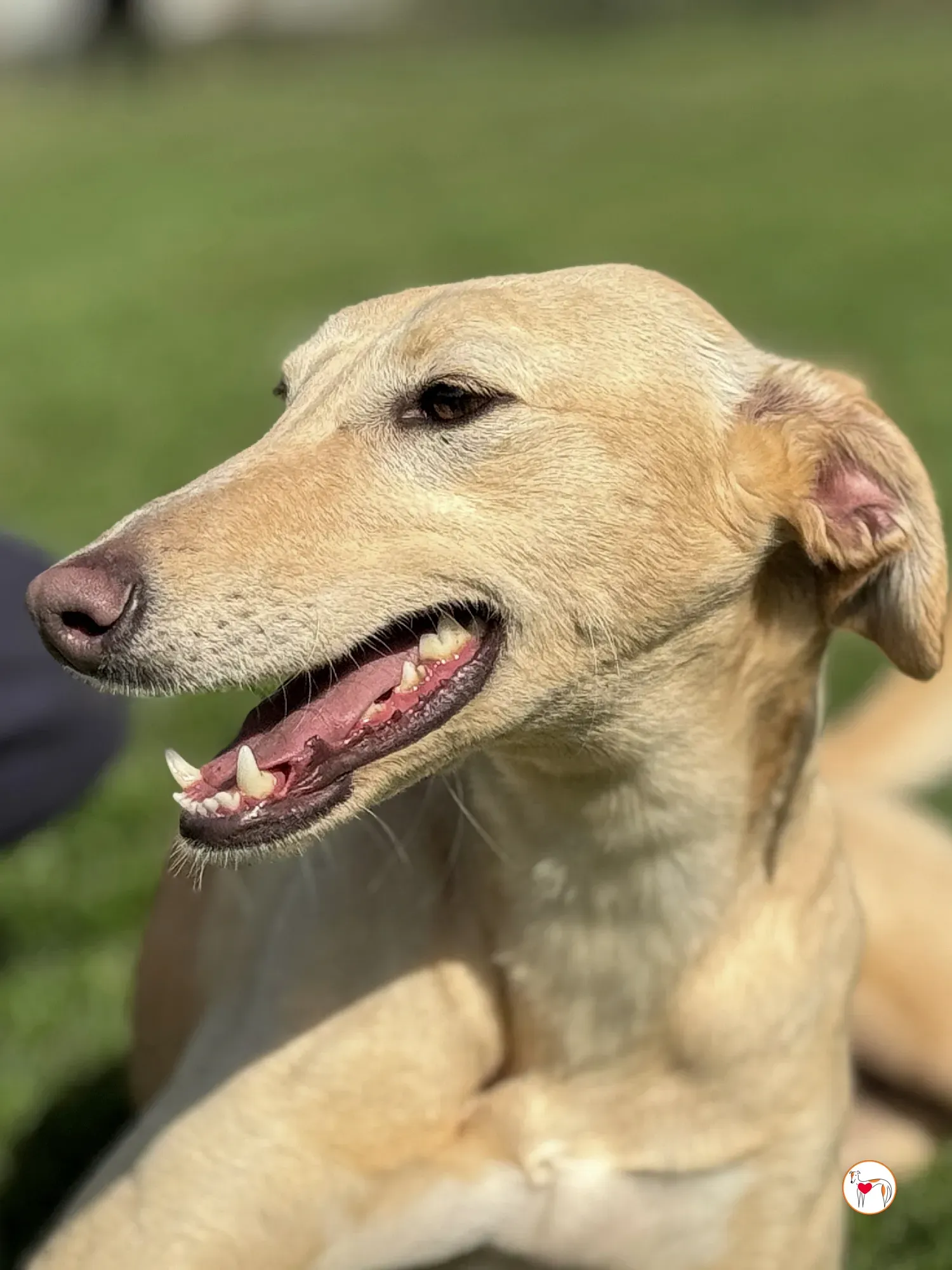 arthur grey adozione 07