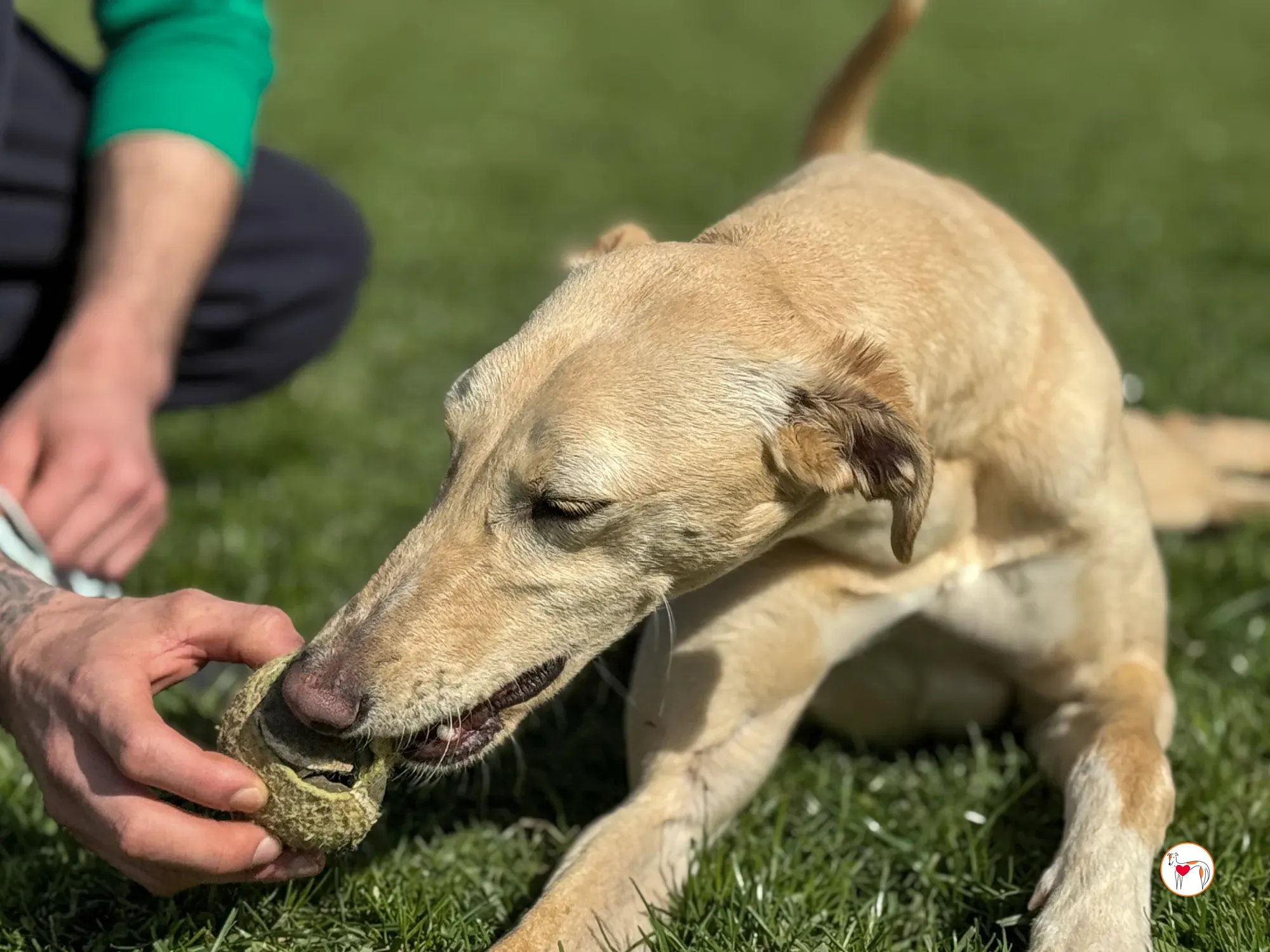 arthur grey adozione 08