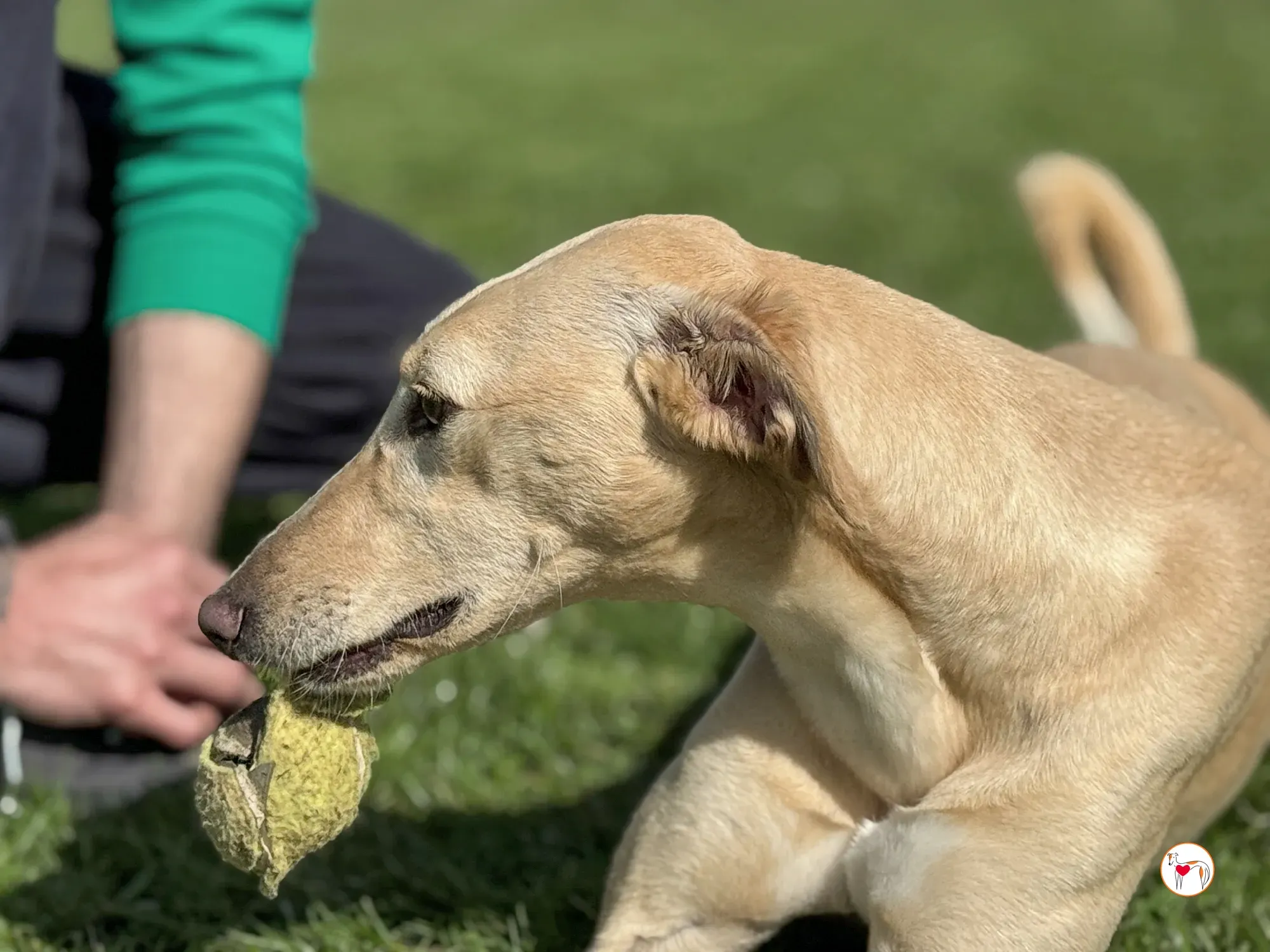 arthur grey adozione 09