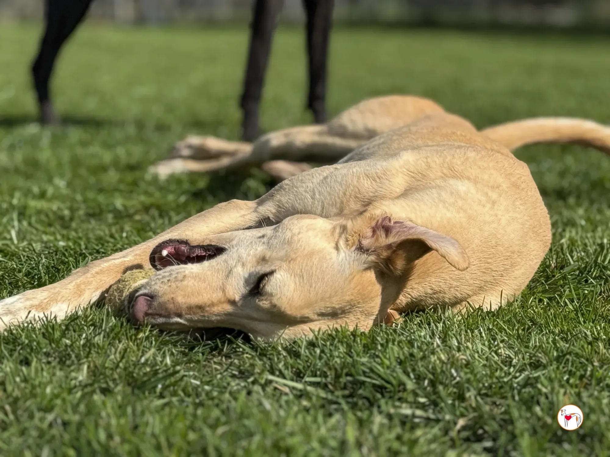 arthur grey adozione 10