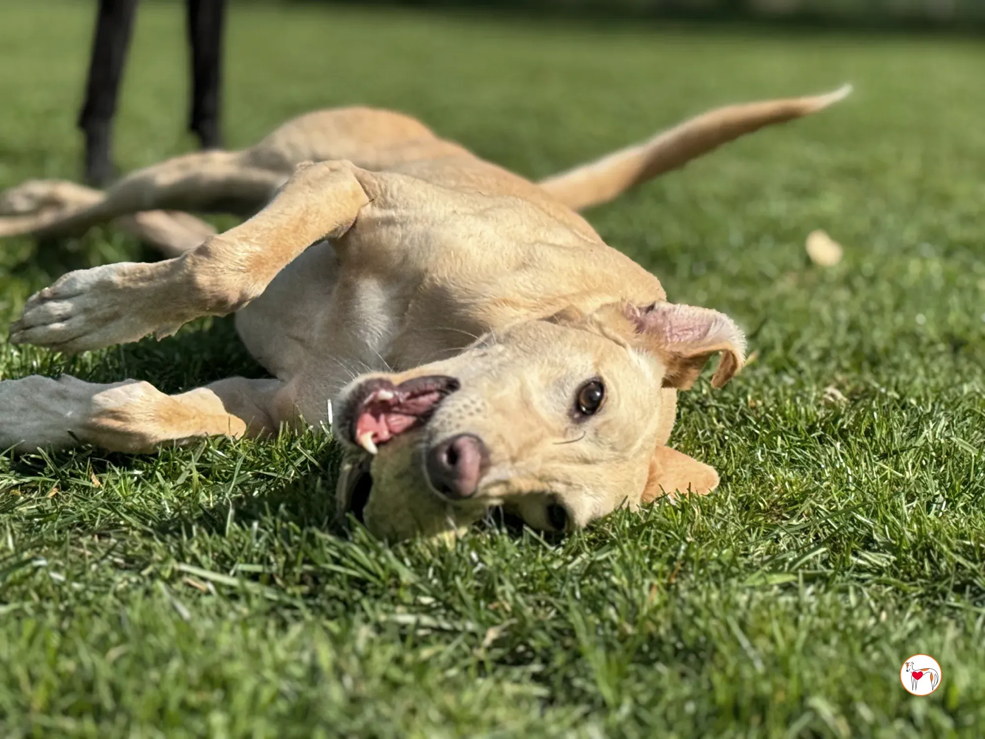 arthur grey adozione 11