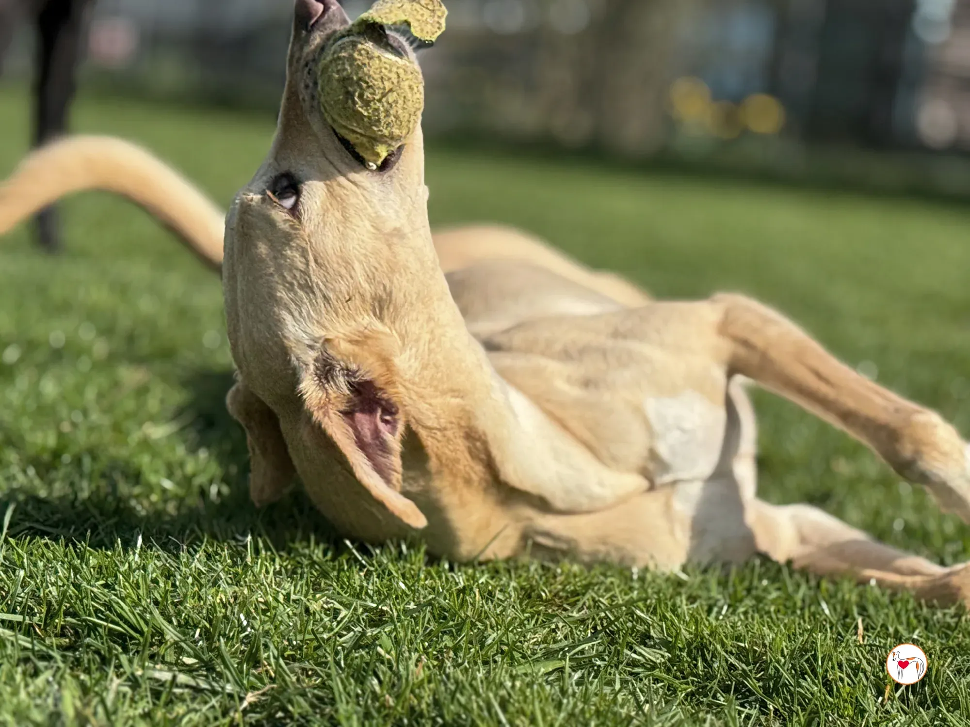 arthur grey adozione 12