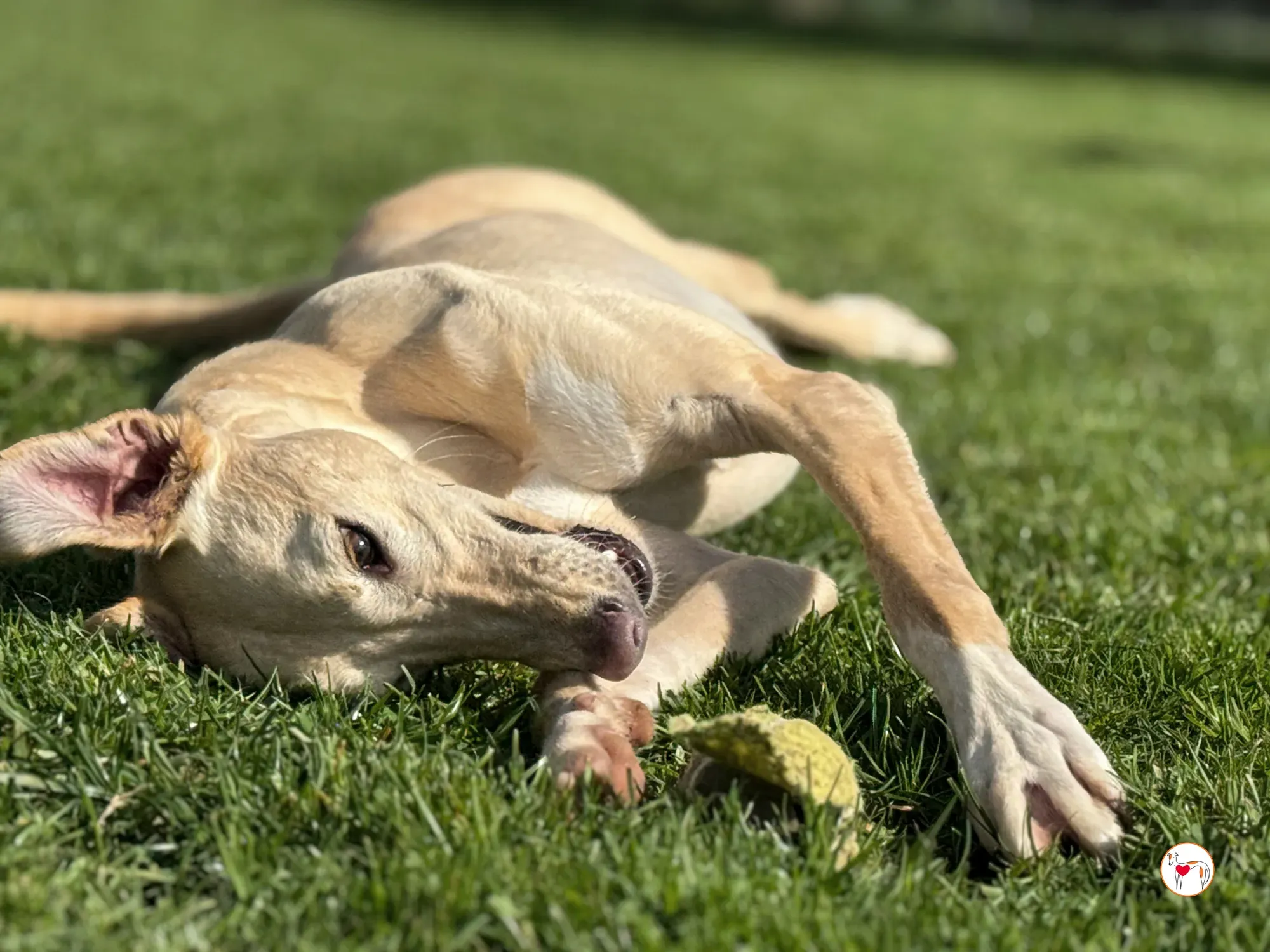 arthur grey adozione 13