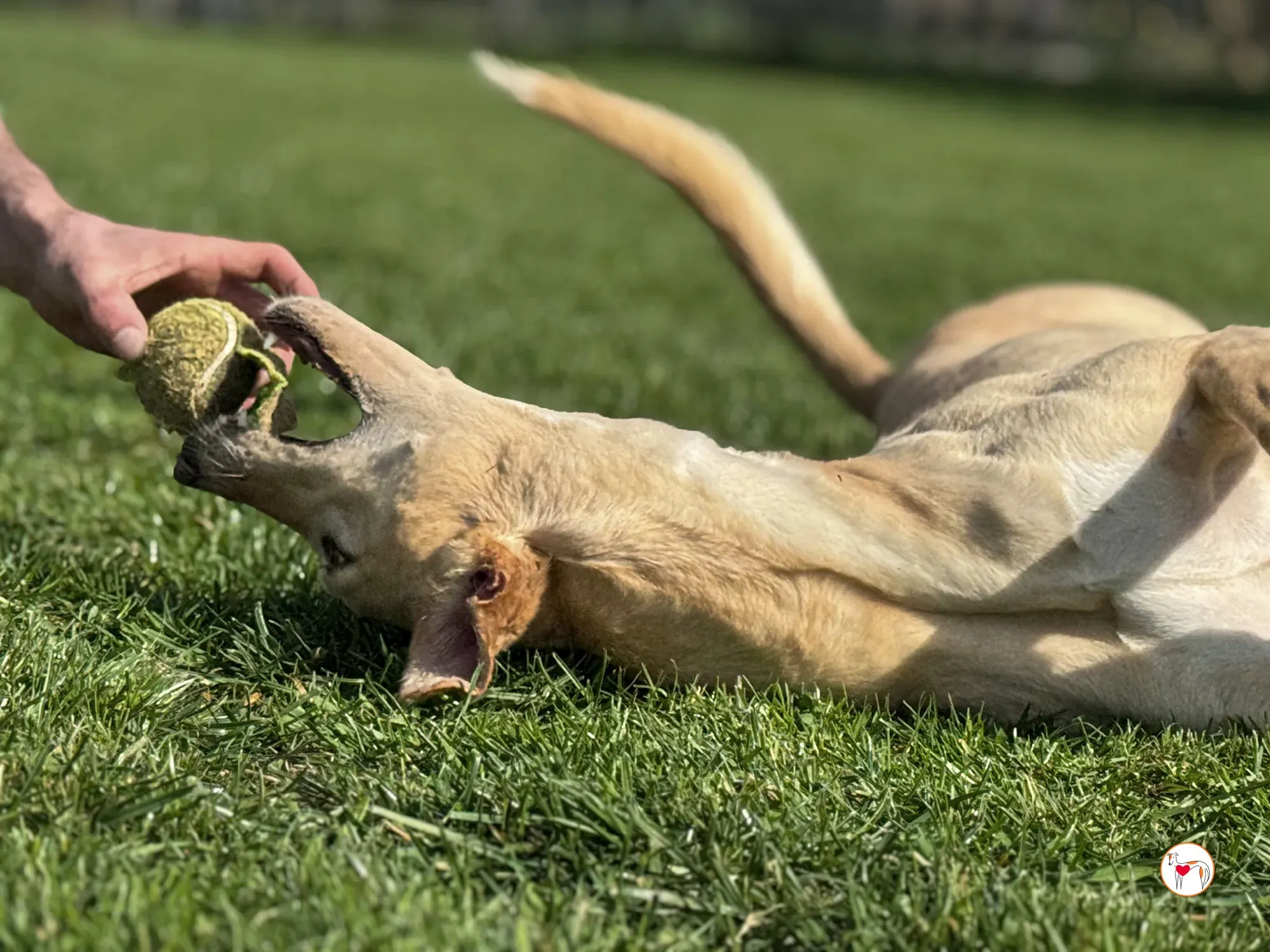 arthur grey adozione 14