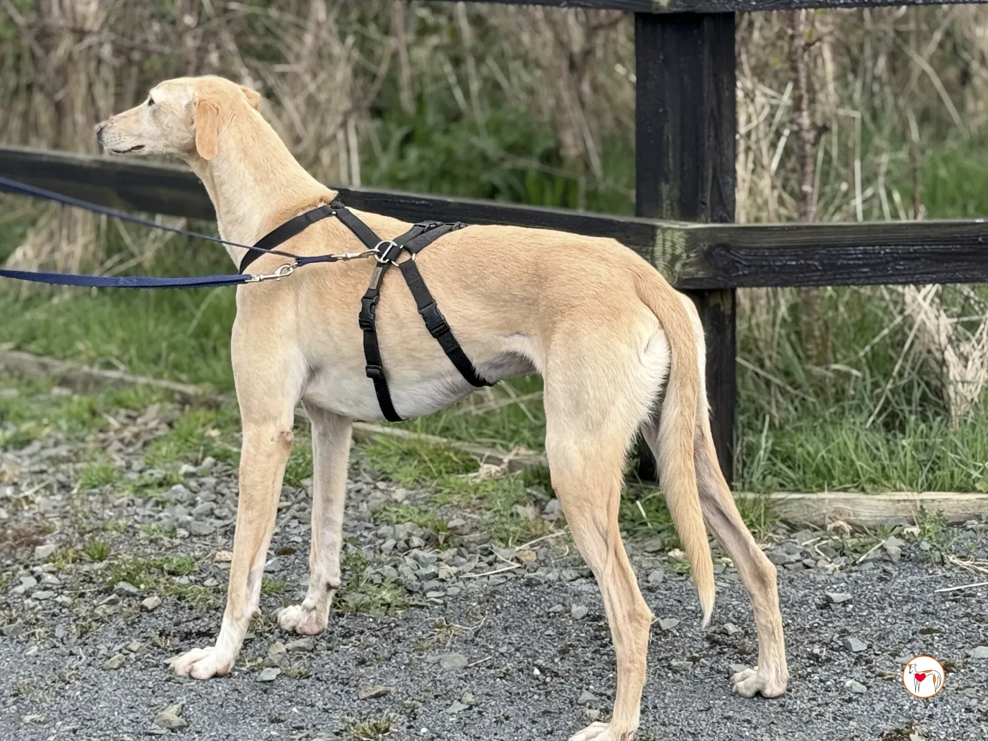 arthur grey adozione 15