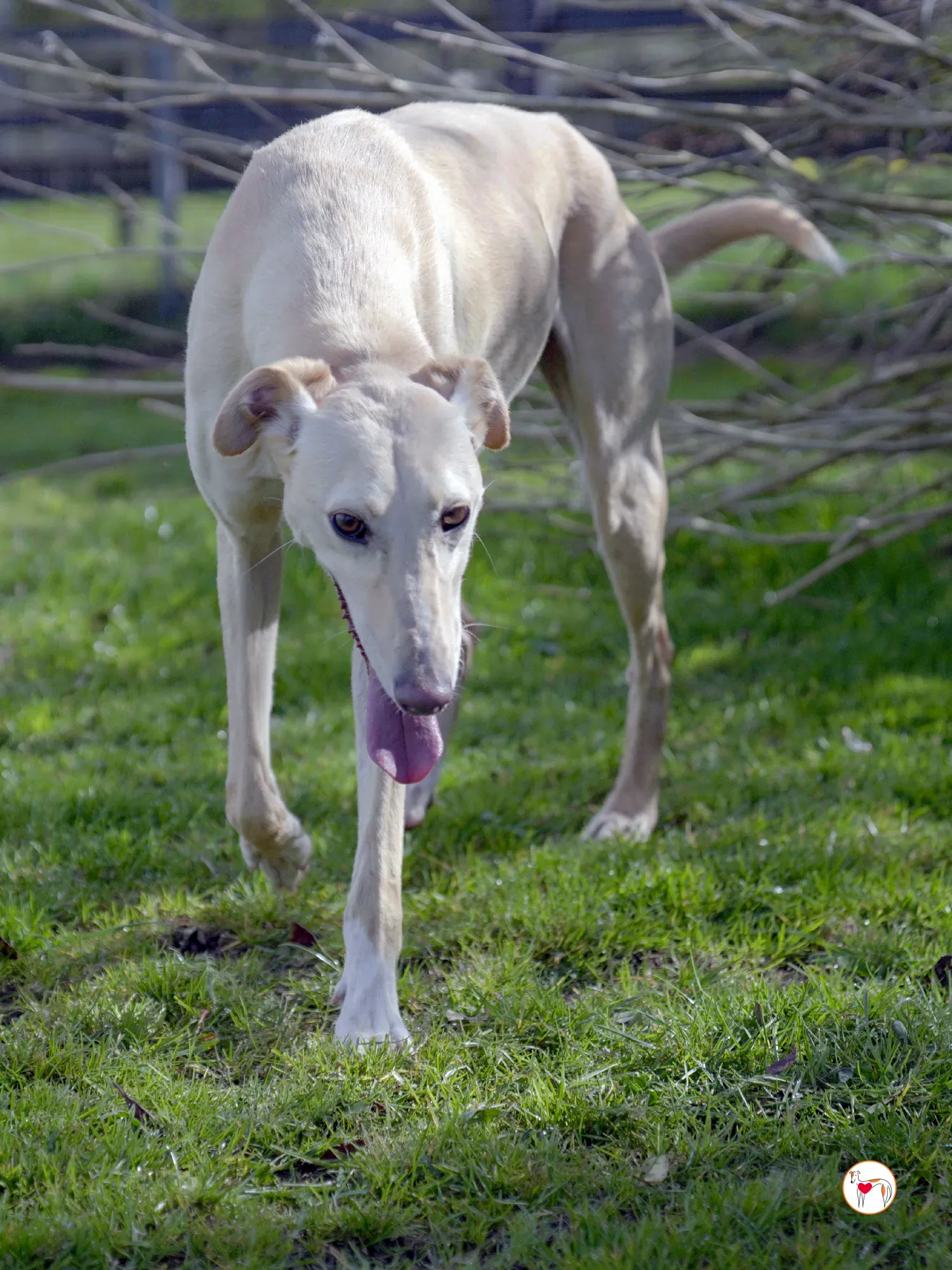 arthur grey adozione 16