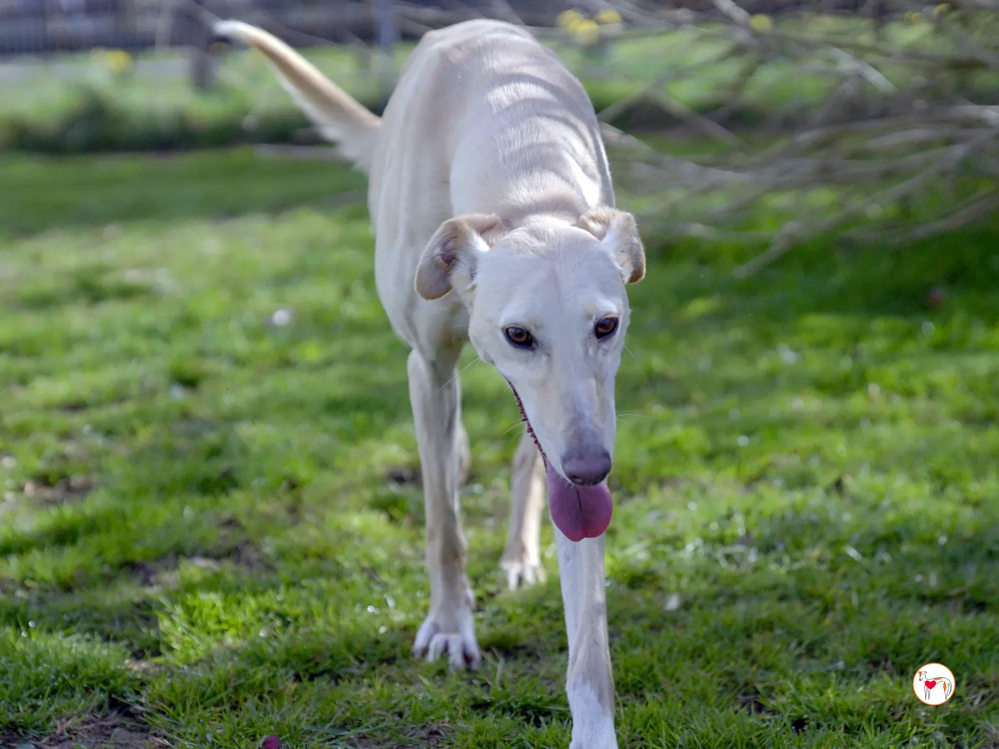 arthur grey adozione 17