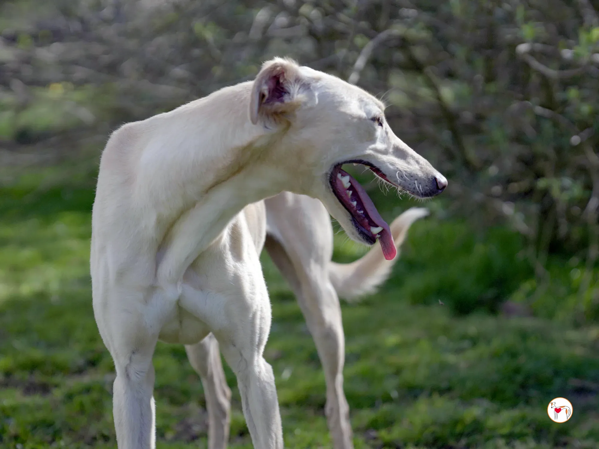 arthur grey adozione 18