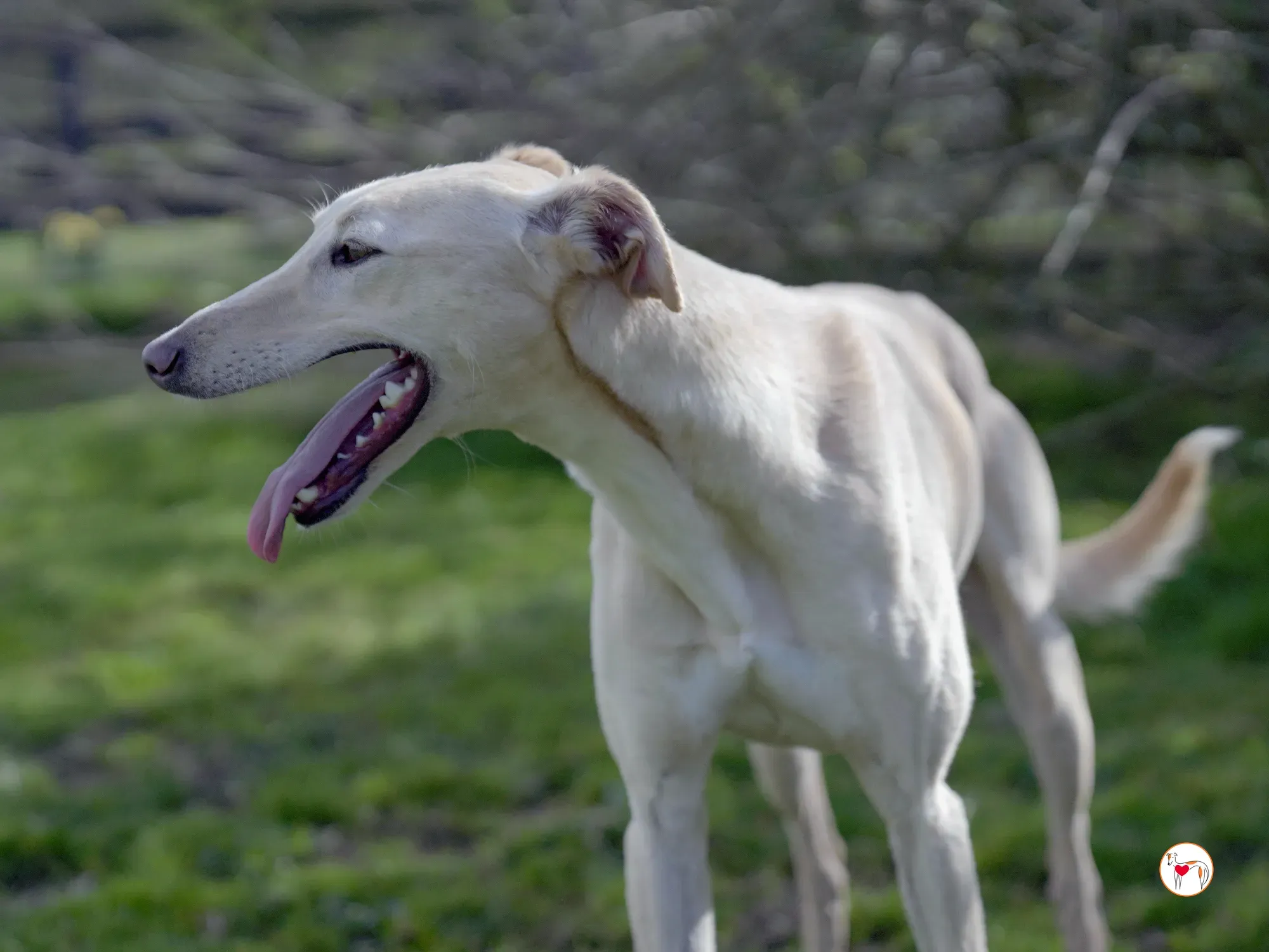 arthur grey adozione 19