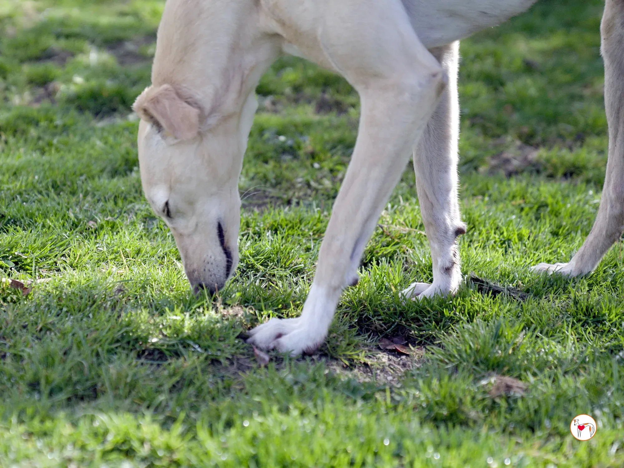 arthur grey adozione 20