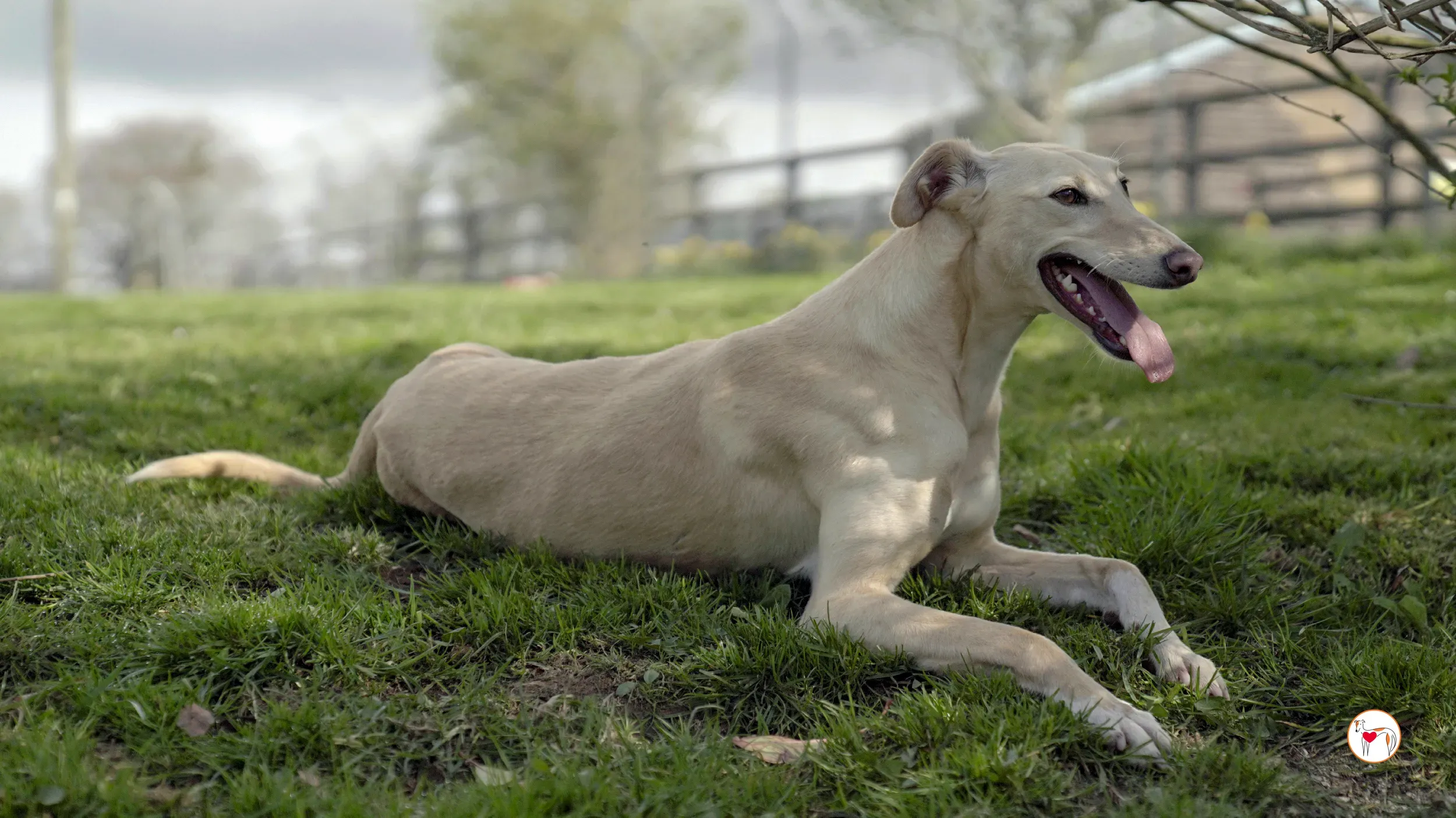 arthur grey adozione 21