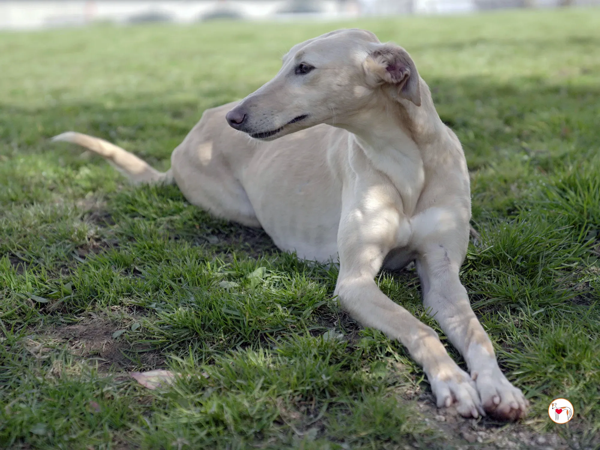 arthur grey adozione 22