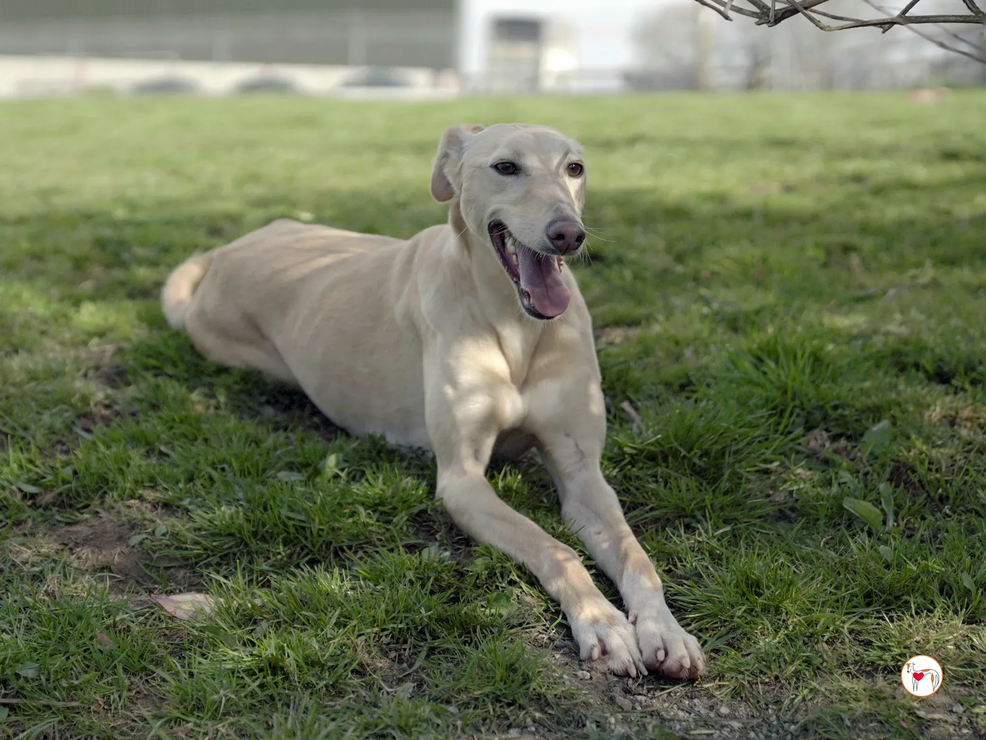 arthur grey adozione 23