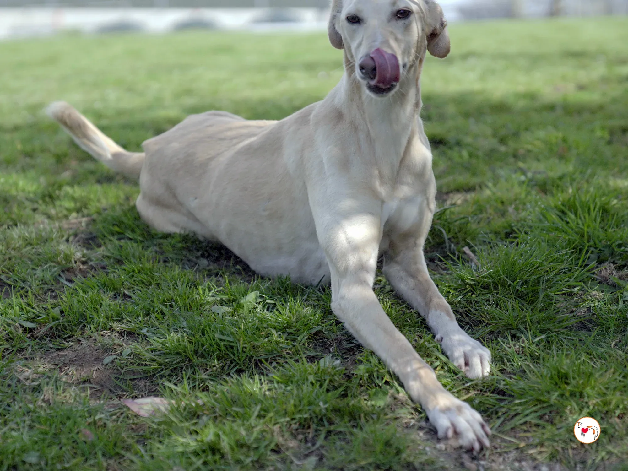 arthur grey adozione 24