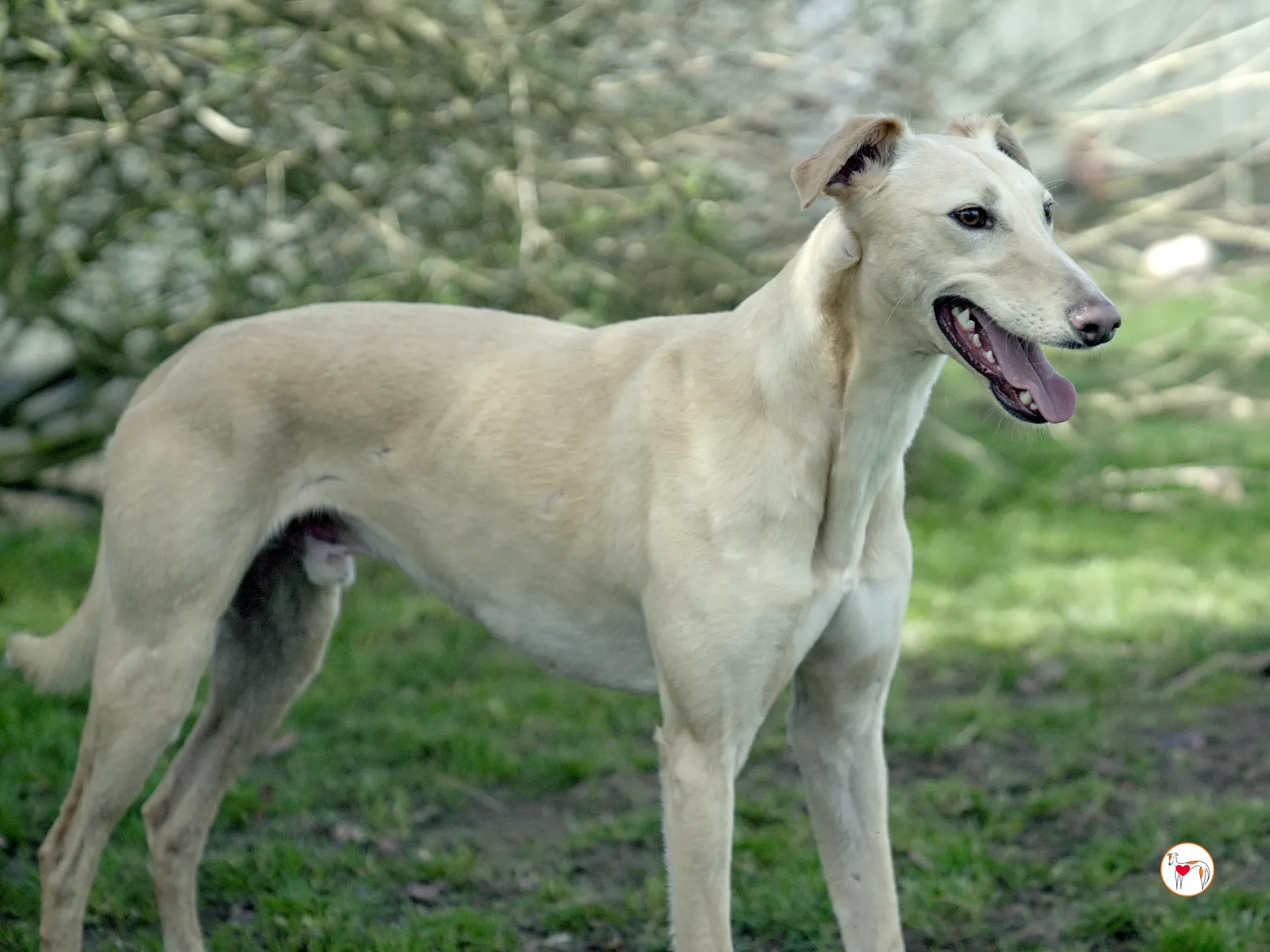 arthur grey adozione 25