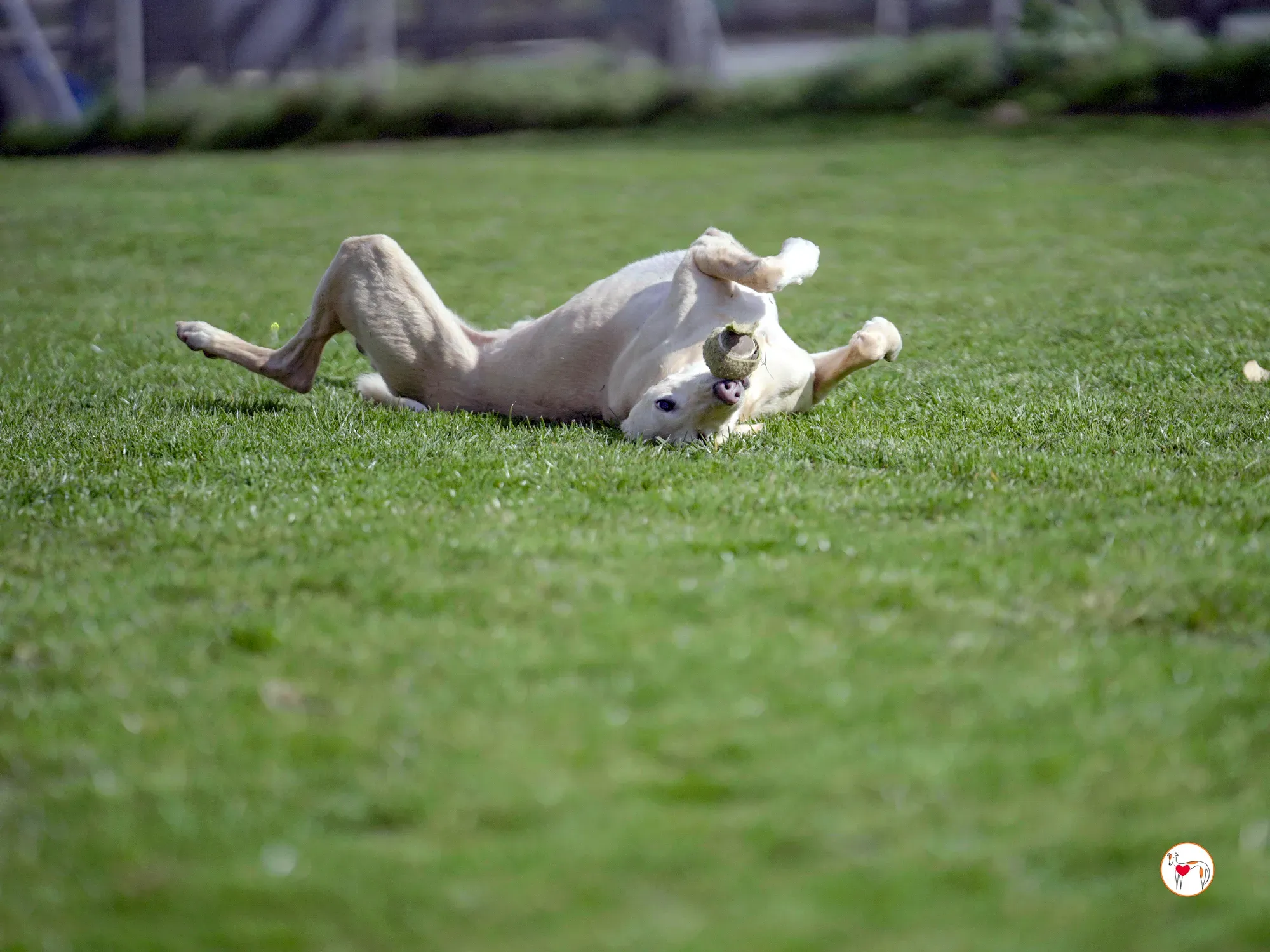 arthur grey adozione 26