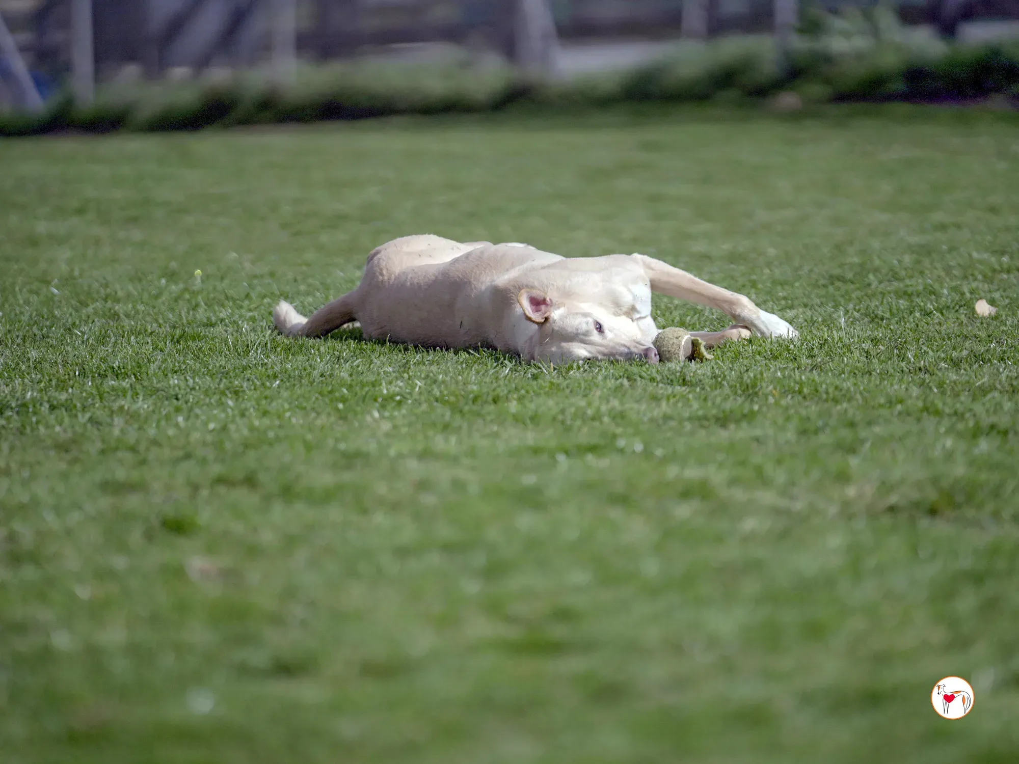 arthur grey adozione 27