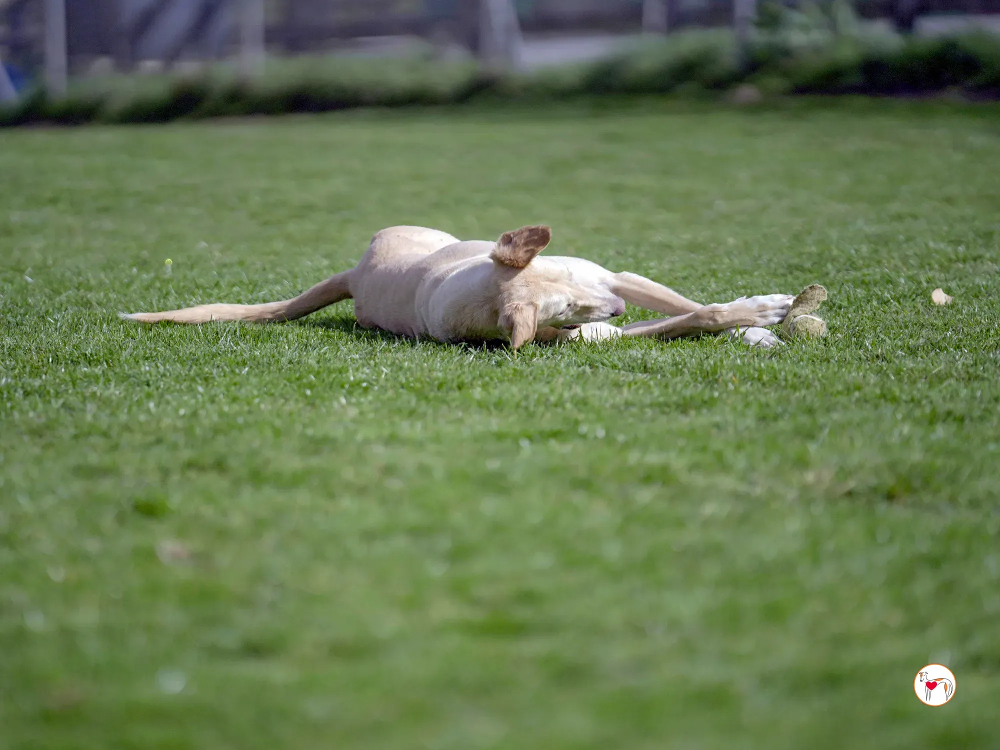 arthur grey adozione 28