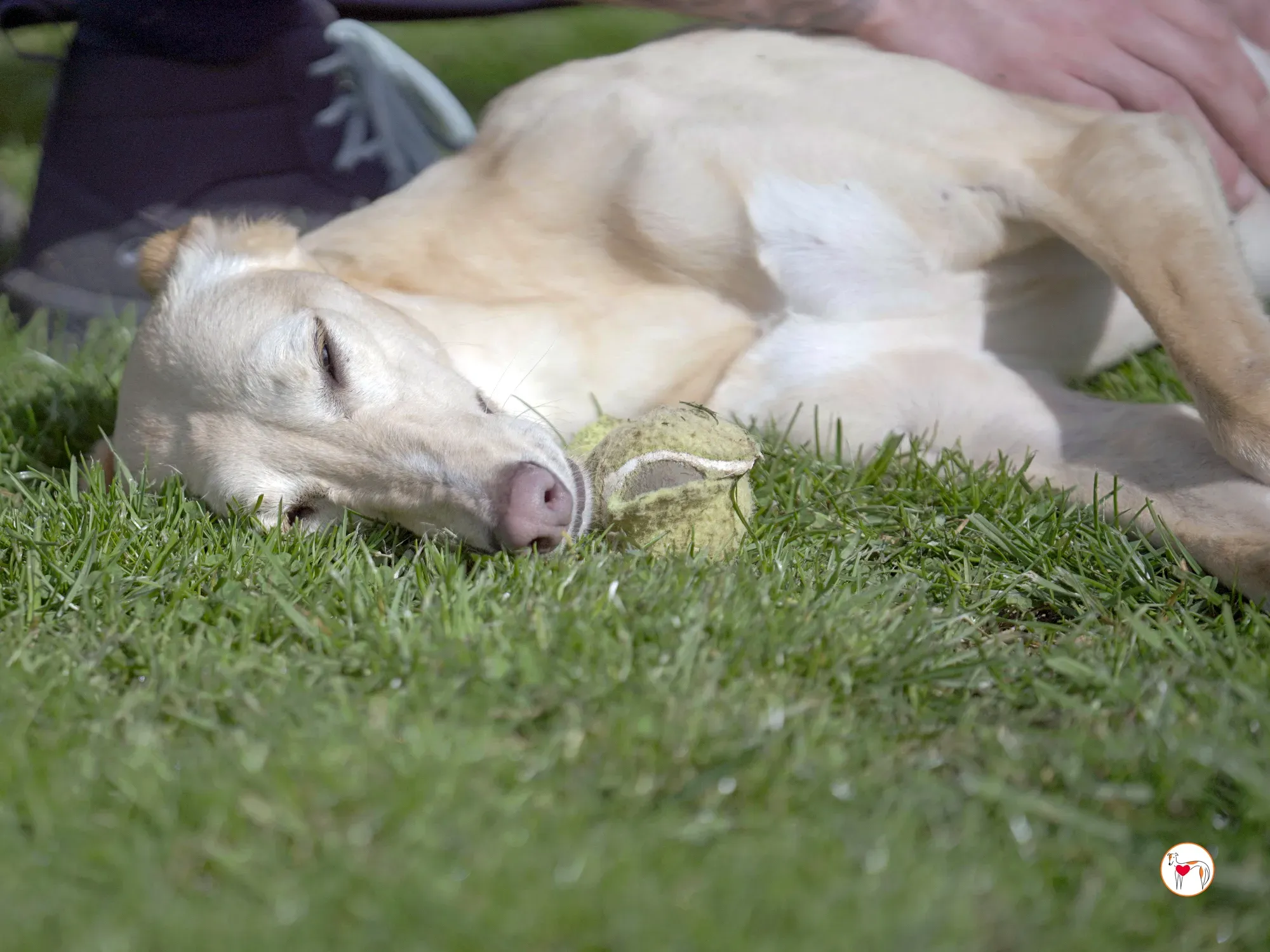 arthur grey adozione 29