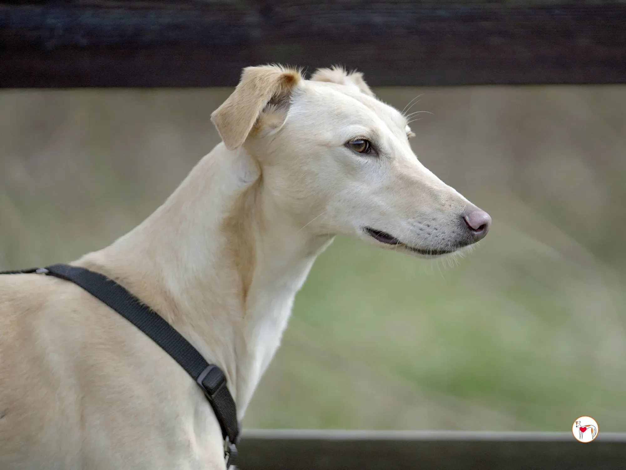 arthur grey adozione 31