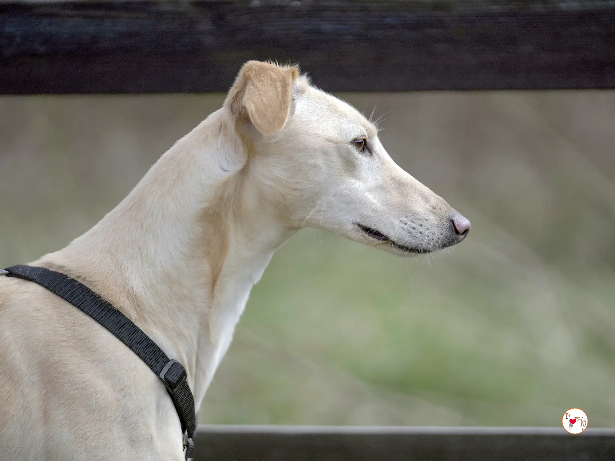 arthur grey adozione 33