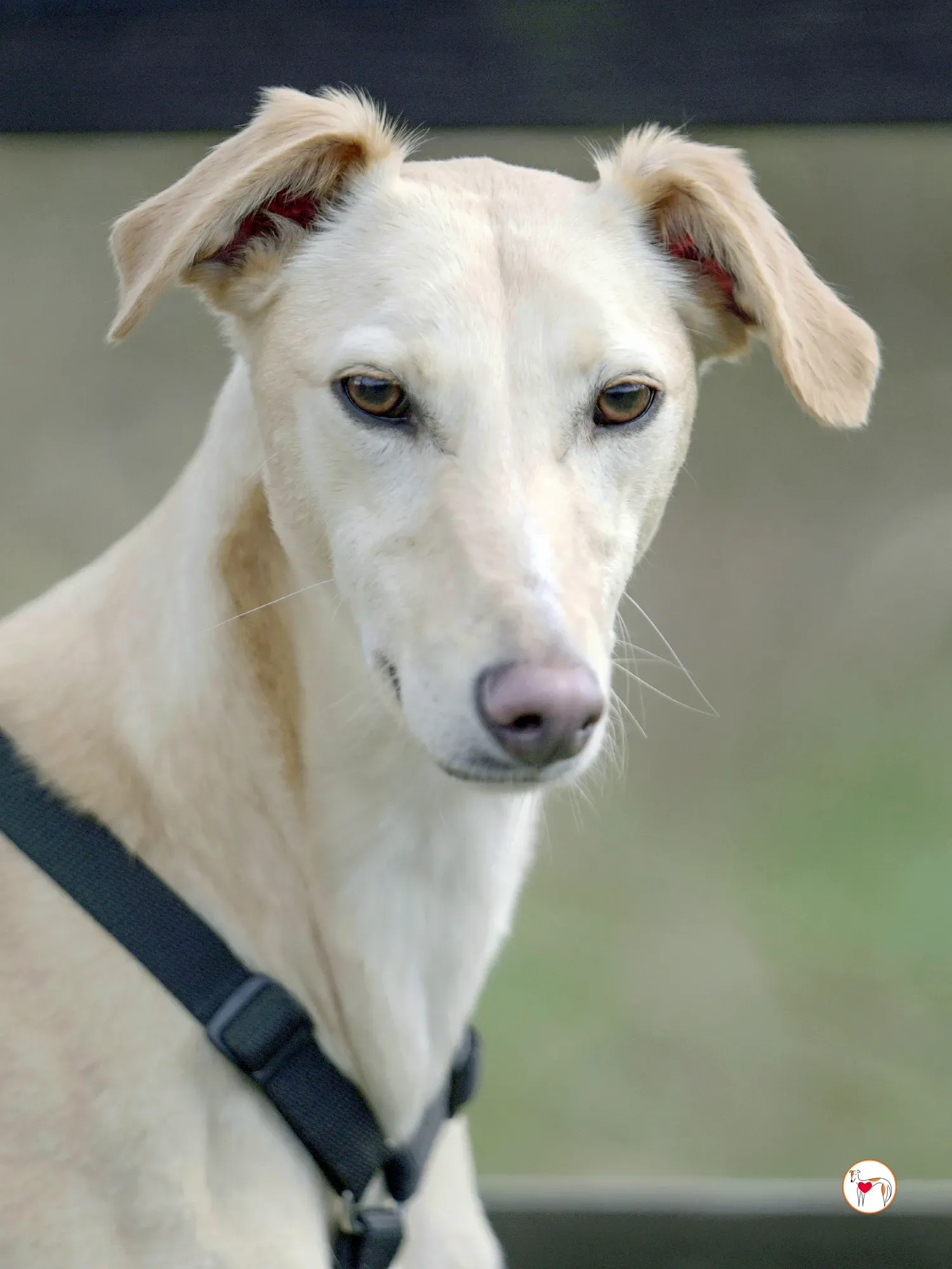 arthur grey adozione 34