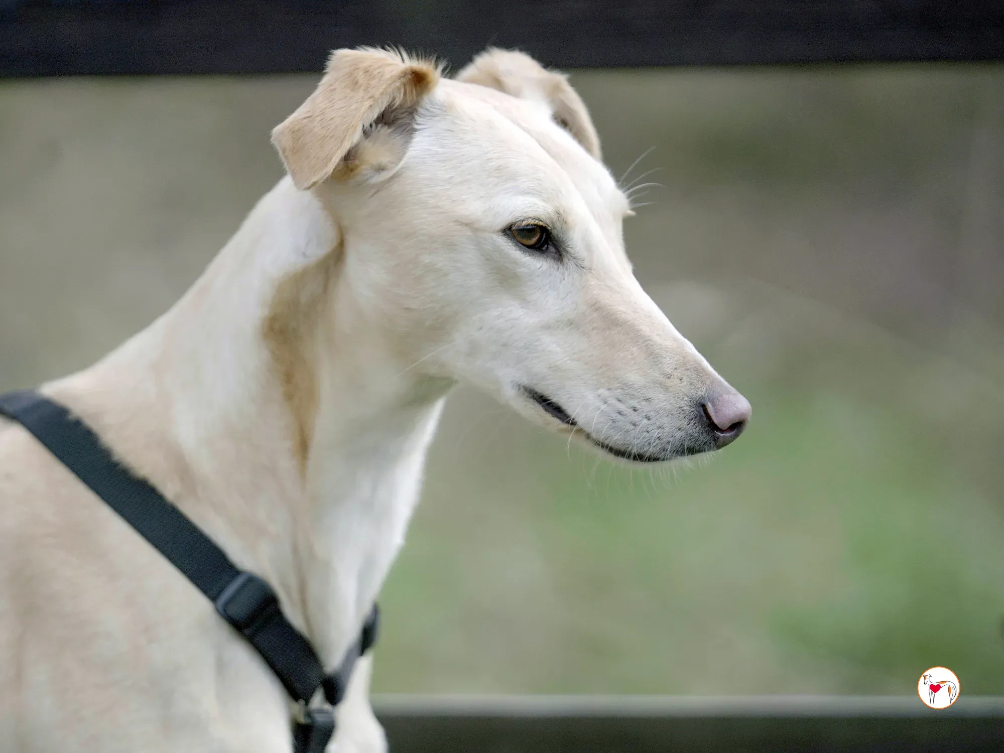 arthur grey adozione 35