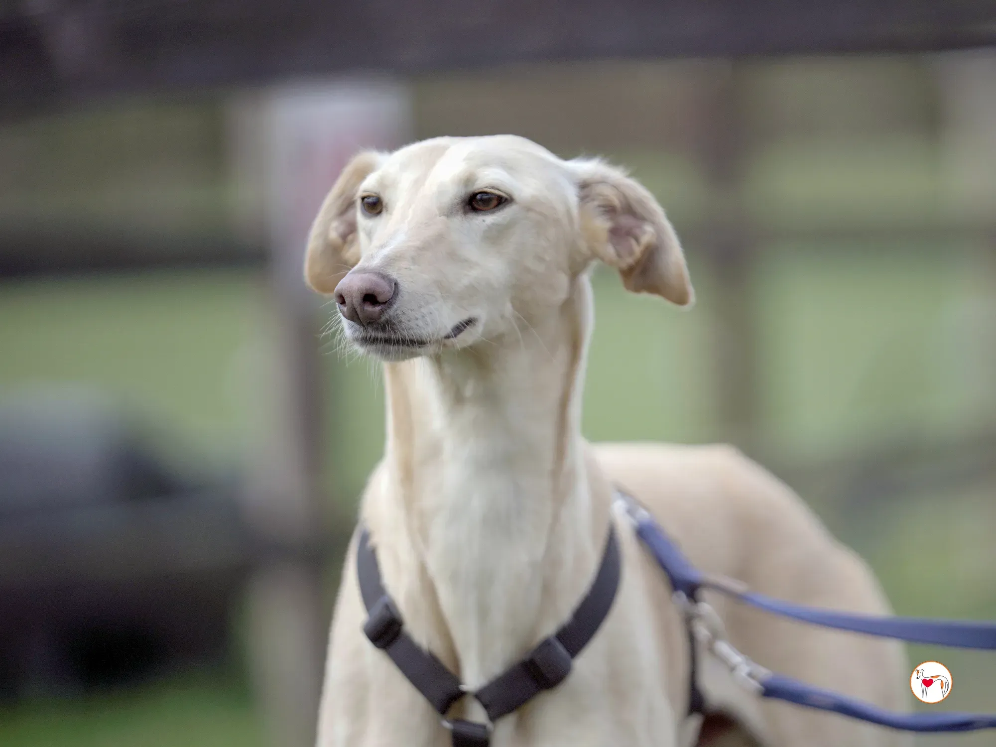 arthur grey adozione 36