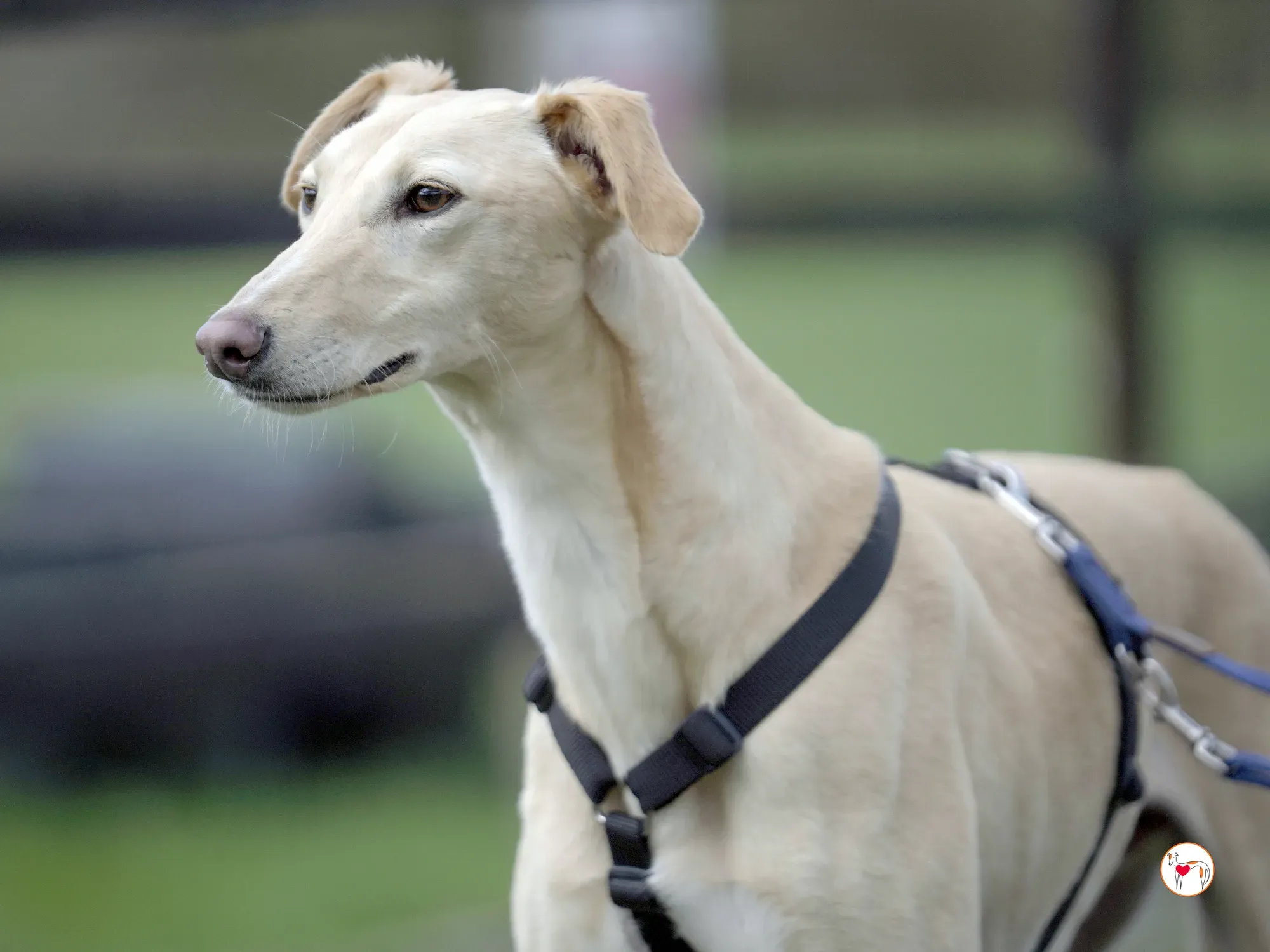 arthur grey adozione 37