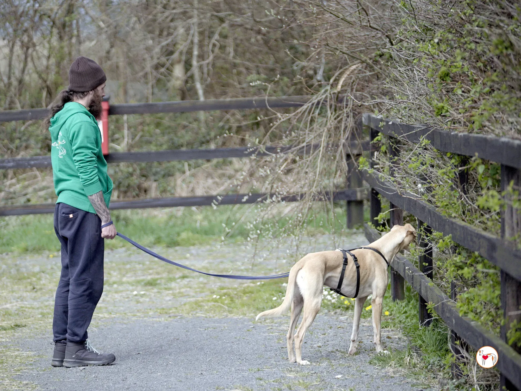 arthur grey adozione 38