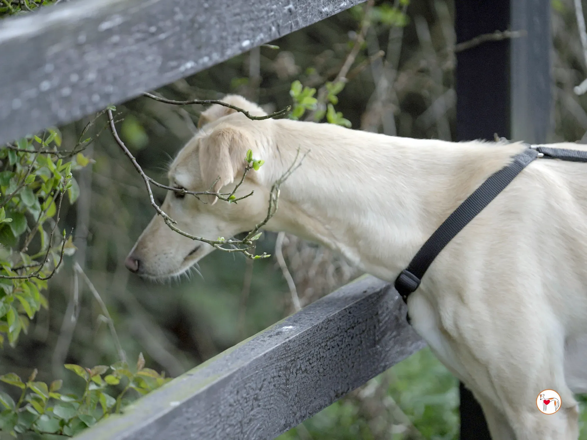 arthur grey adozione 39