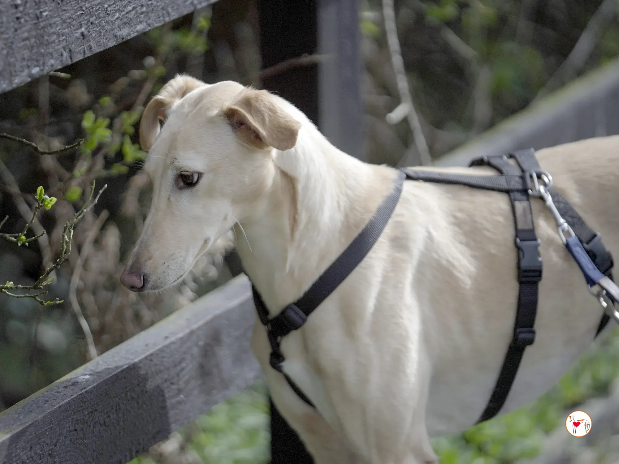 arthur grey adozione 40