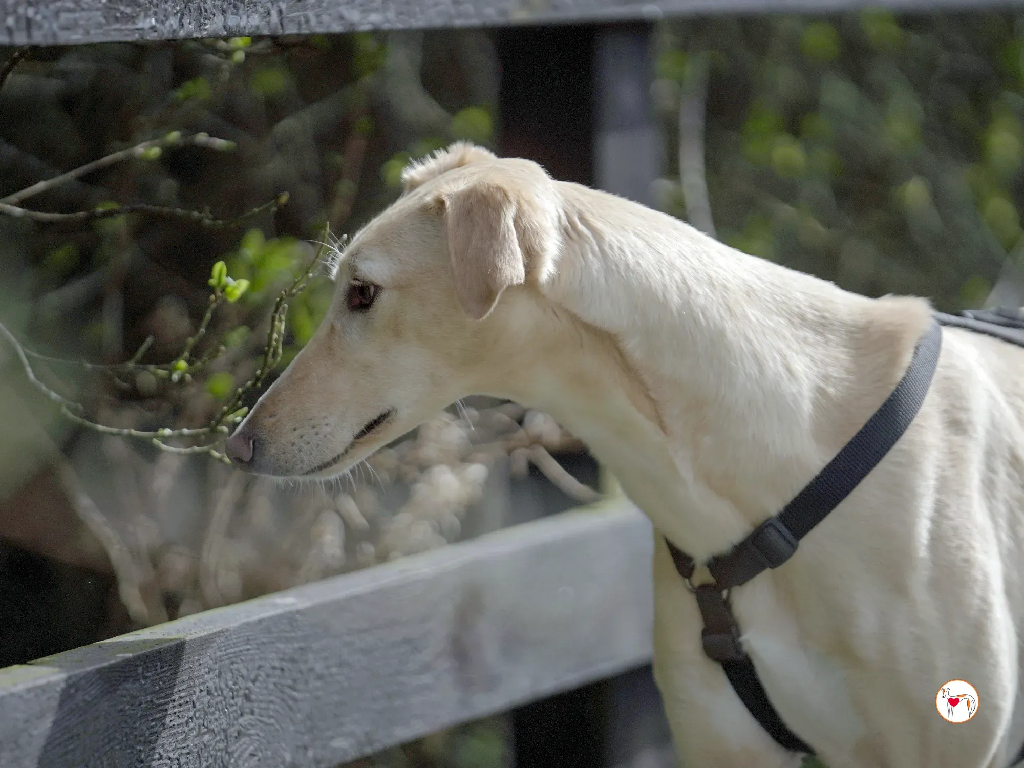 arthur grey adozione 41