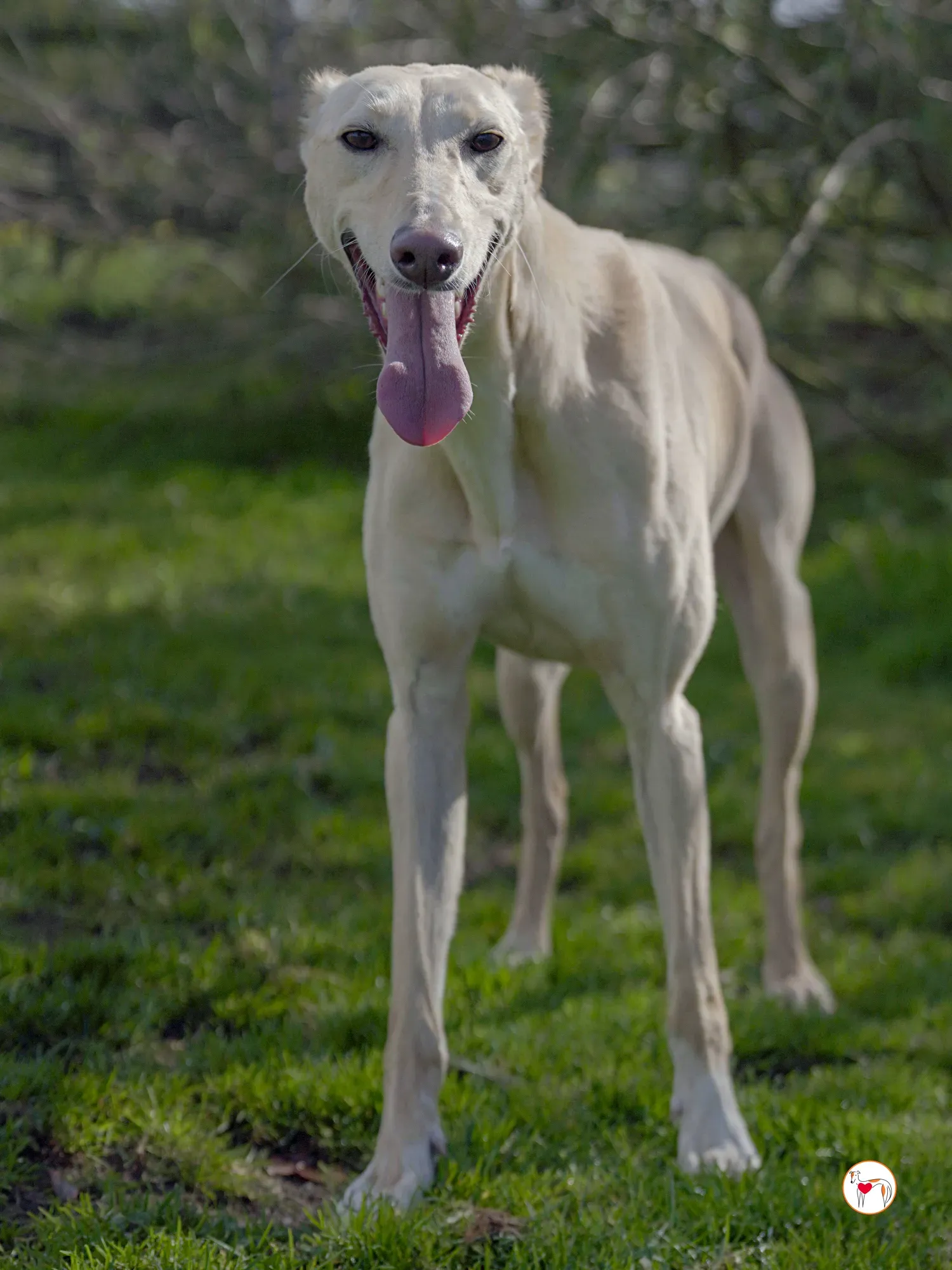 arthur grey adozione 42