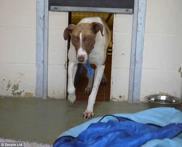 article 2752769 214DBF5000000578 957 634x513