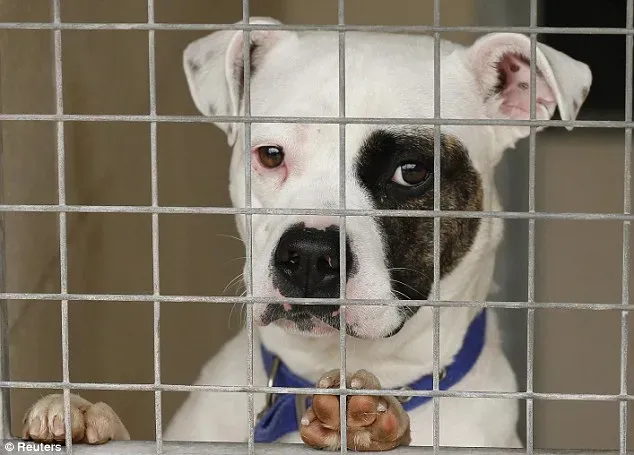 article 2752769 214E2B7000000578 972 634x455