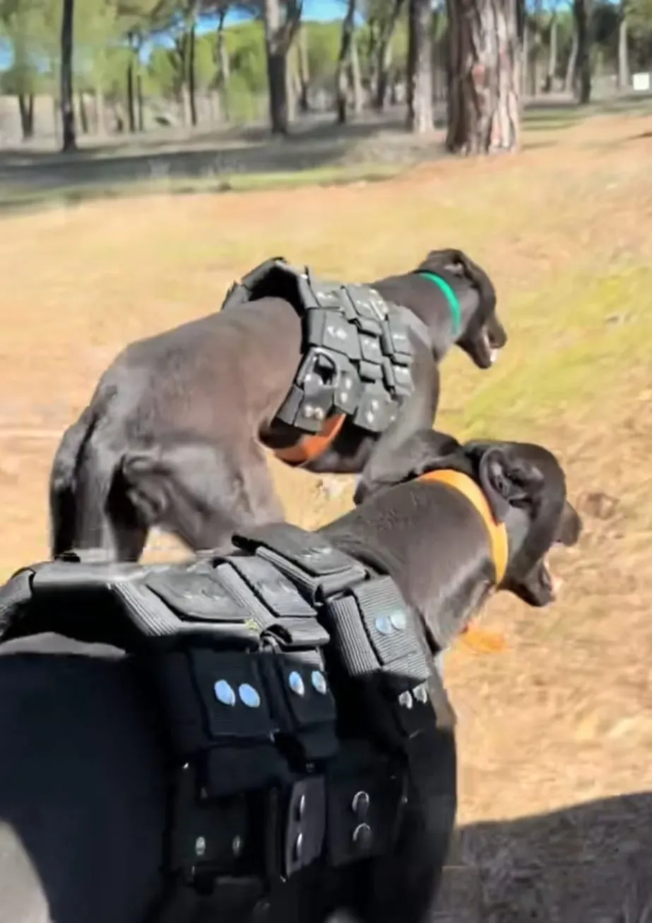 articolo denuncia petlevrieri 1