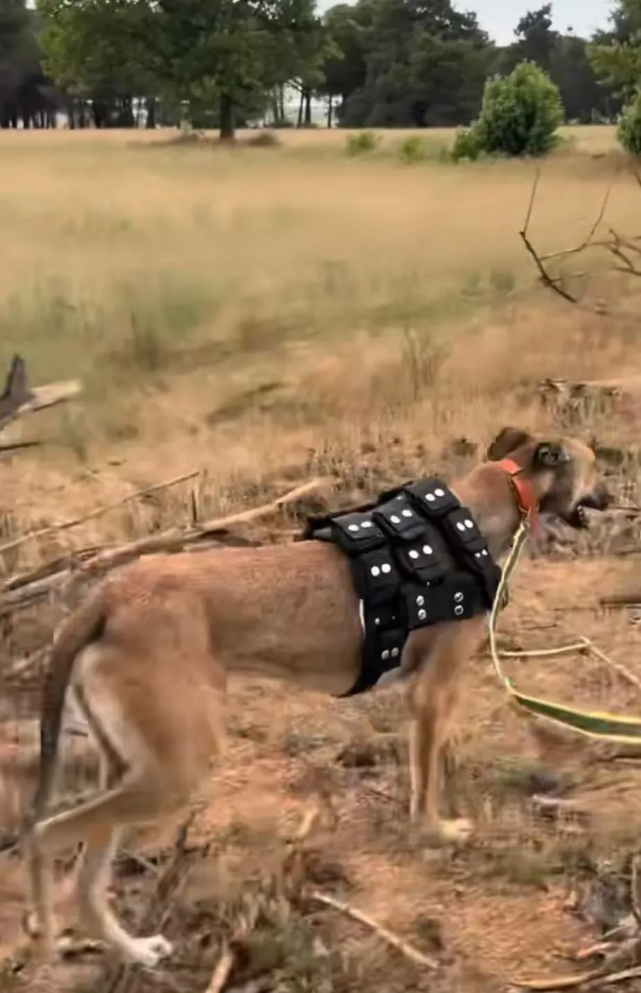 articolo denuncia petlevrieri 2