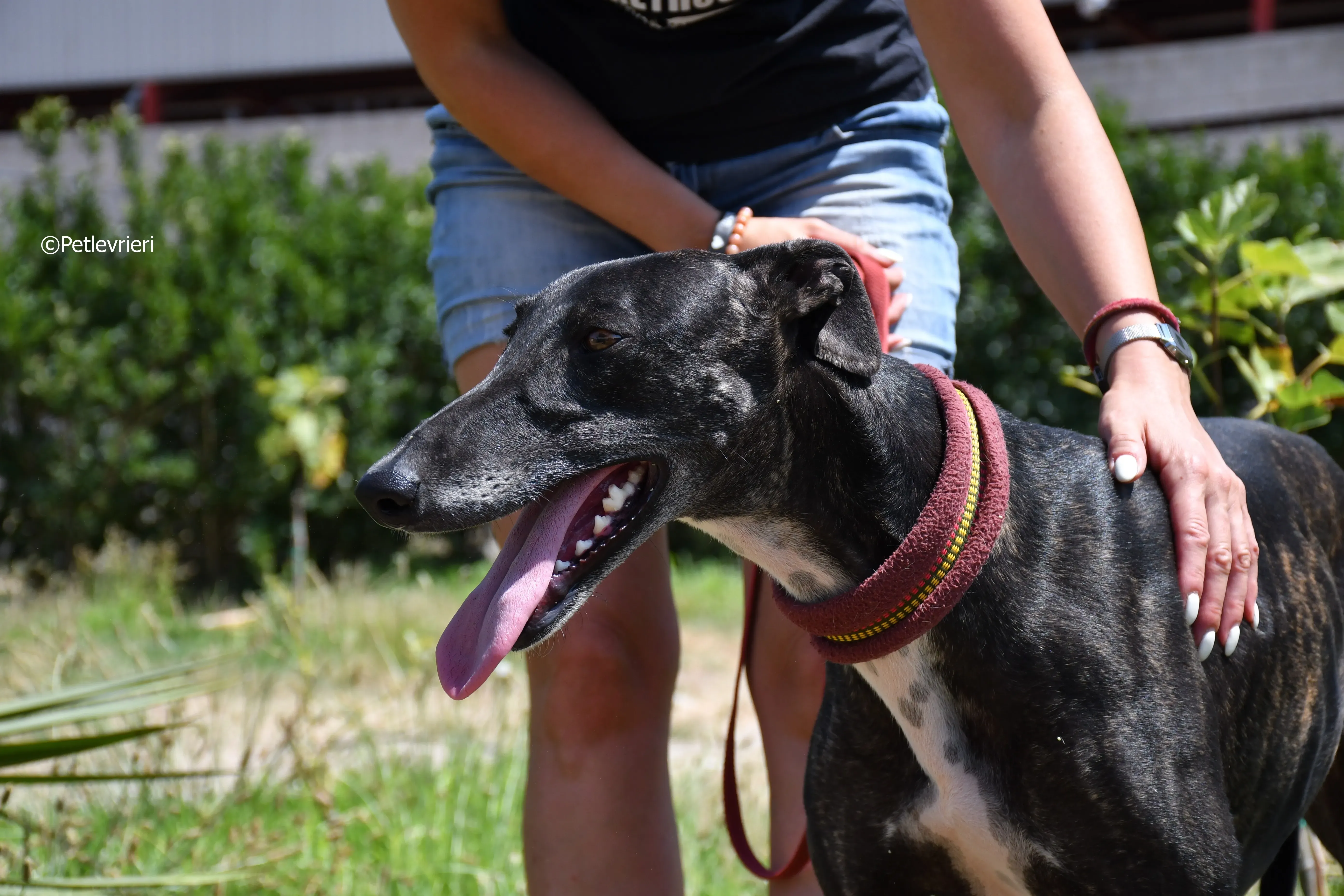 arwen adozione levrieri galgo 10