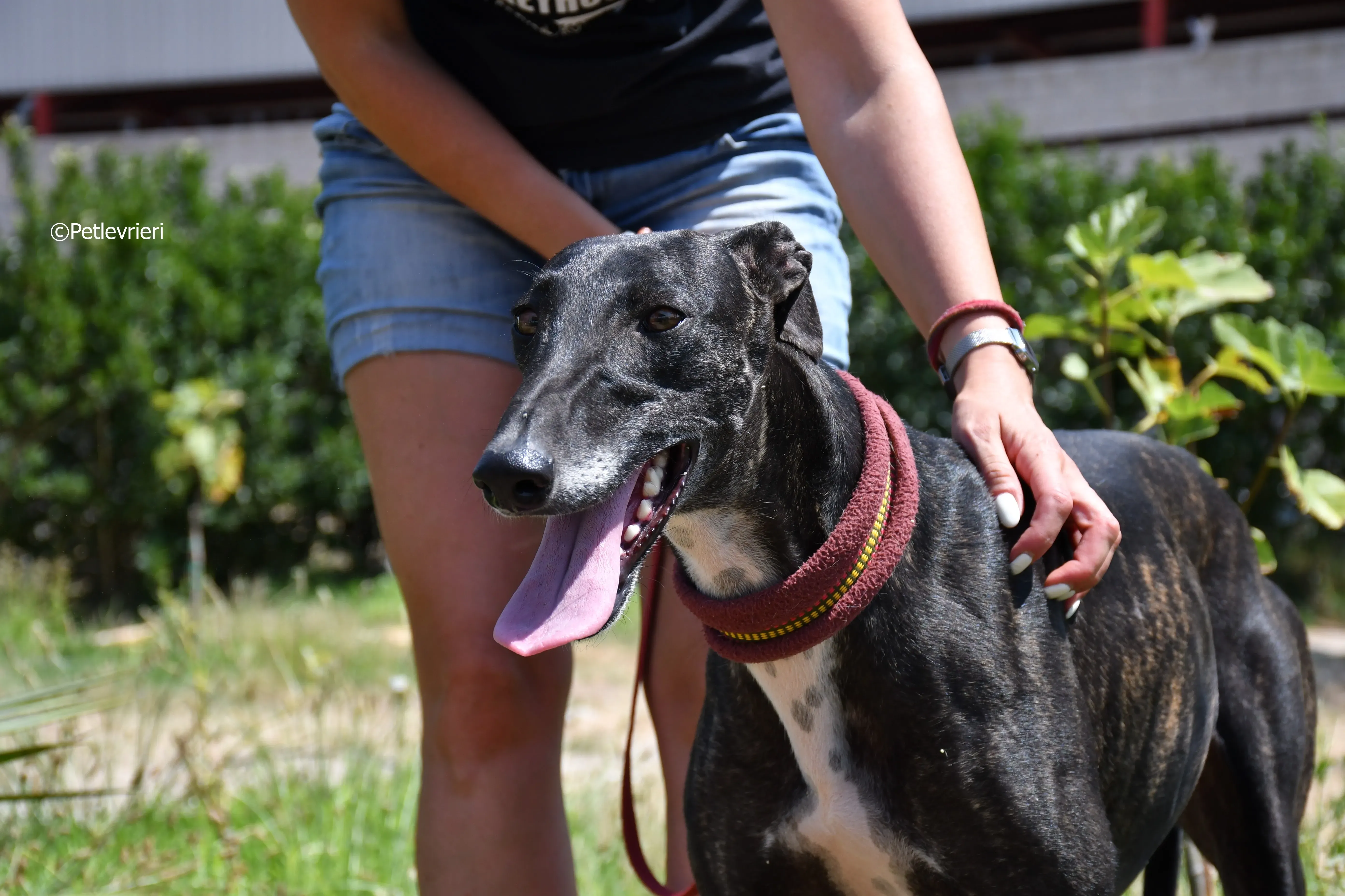 arwen adozione levrieri galgo 11