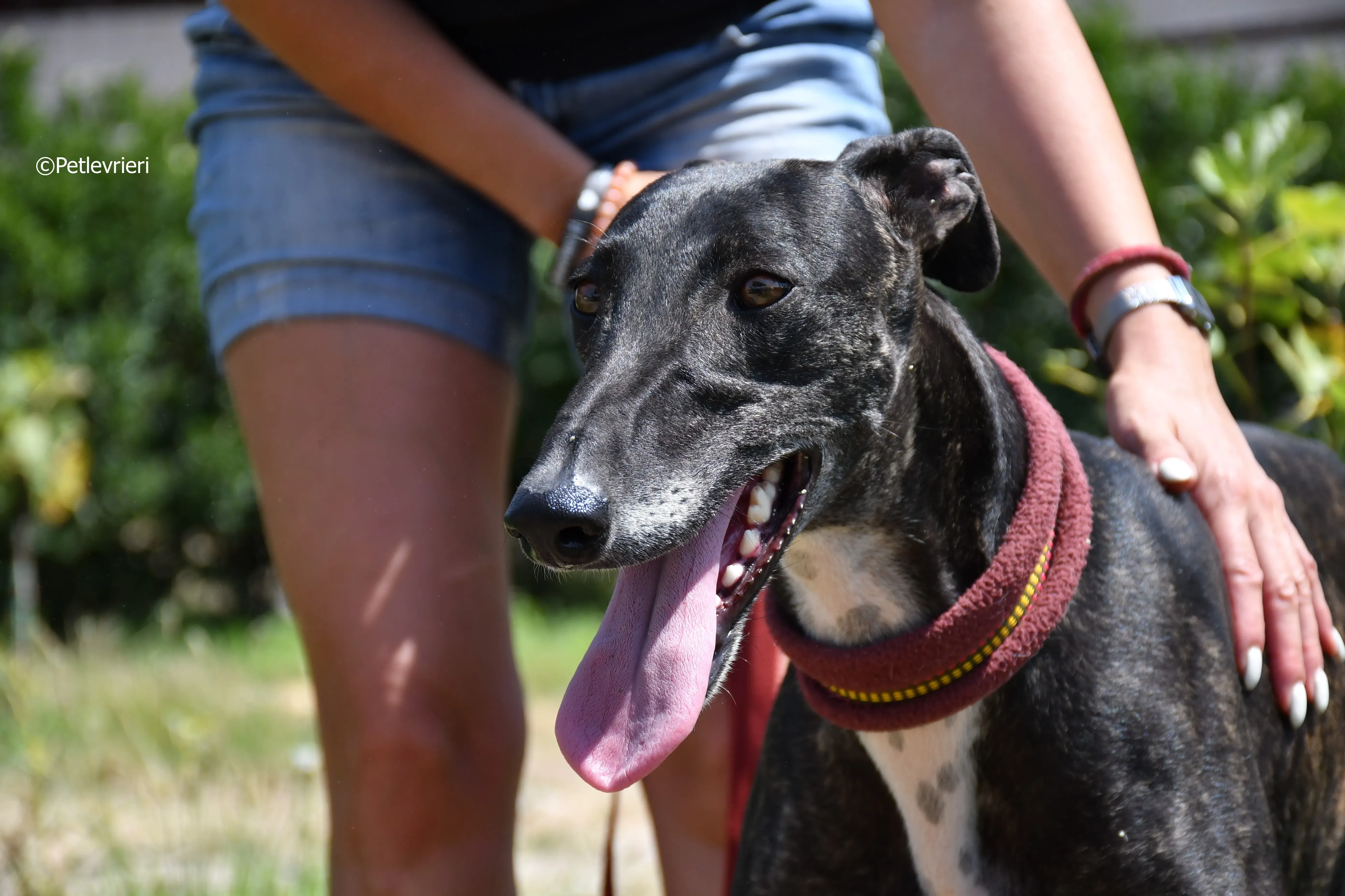 arwen adozione levrieri galgo 12